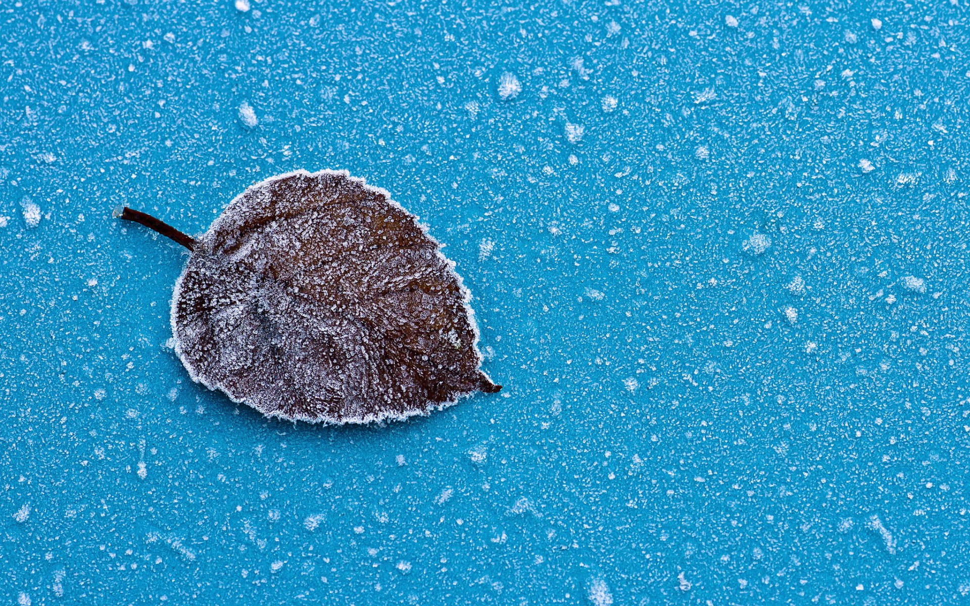 Sheet Snowflakes Hoarfrost Cyan Cyan Background Frost Leaves Blue 1920x1200