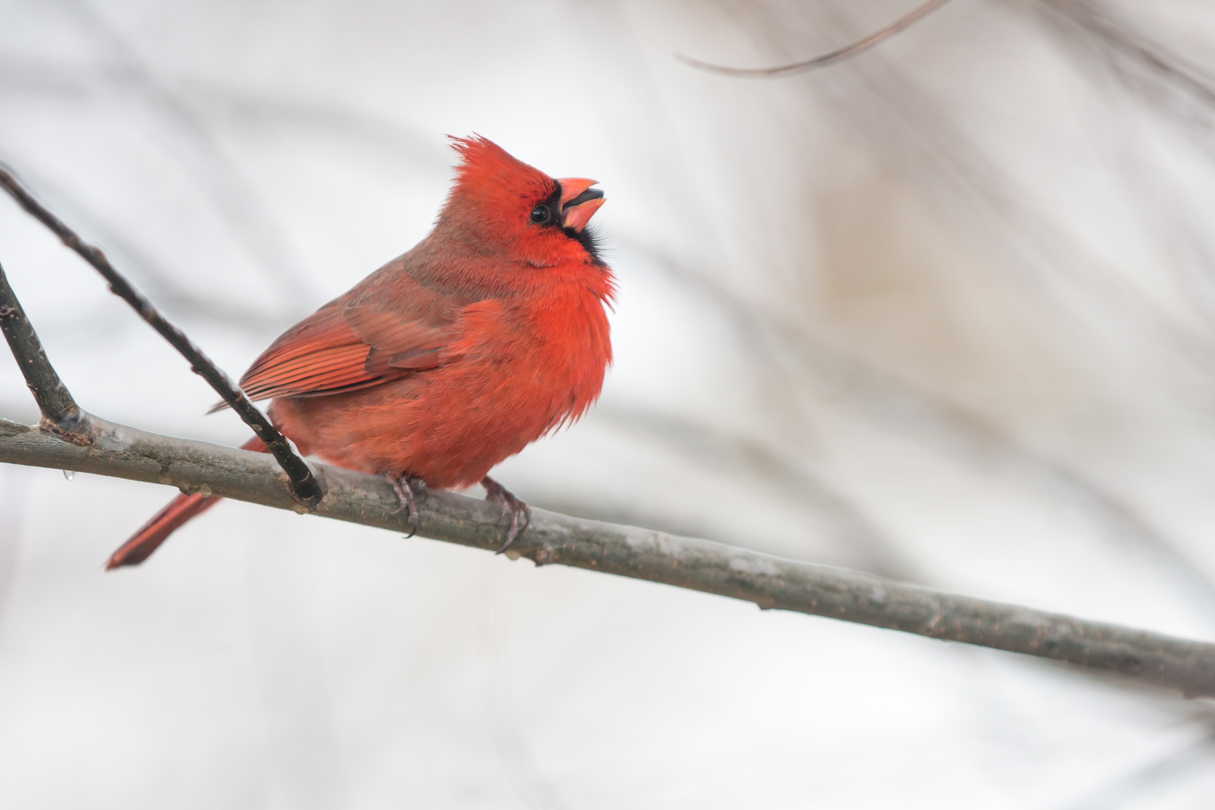 Animal Bird Cardinal Branch Northern Cardinal Winter 3917x2611