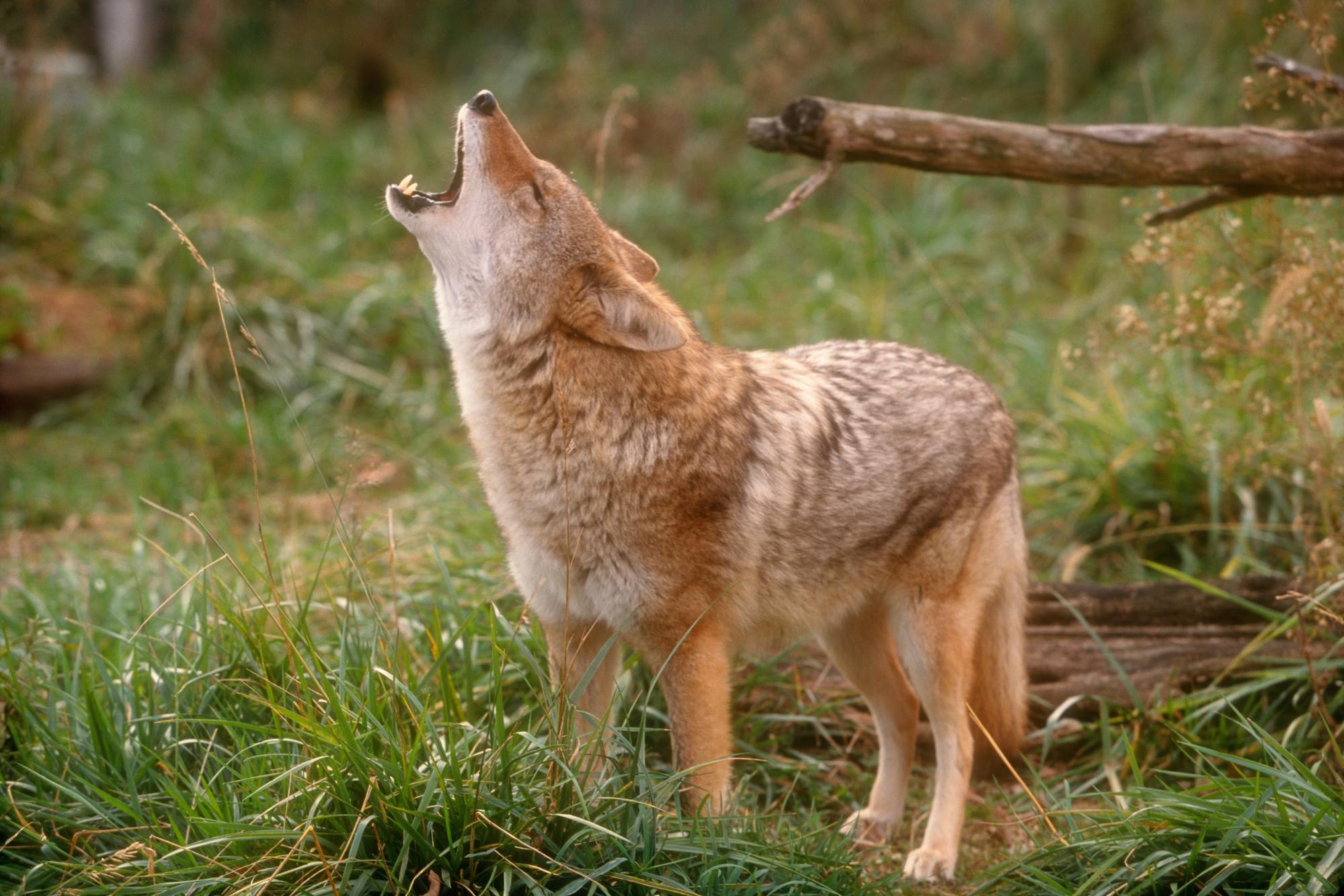Animal Coyote 1999x1333