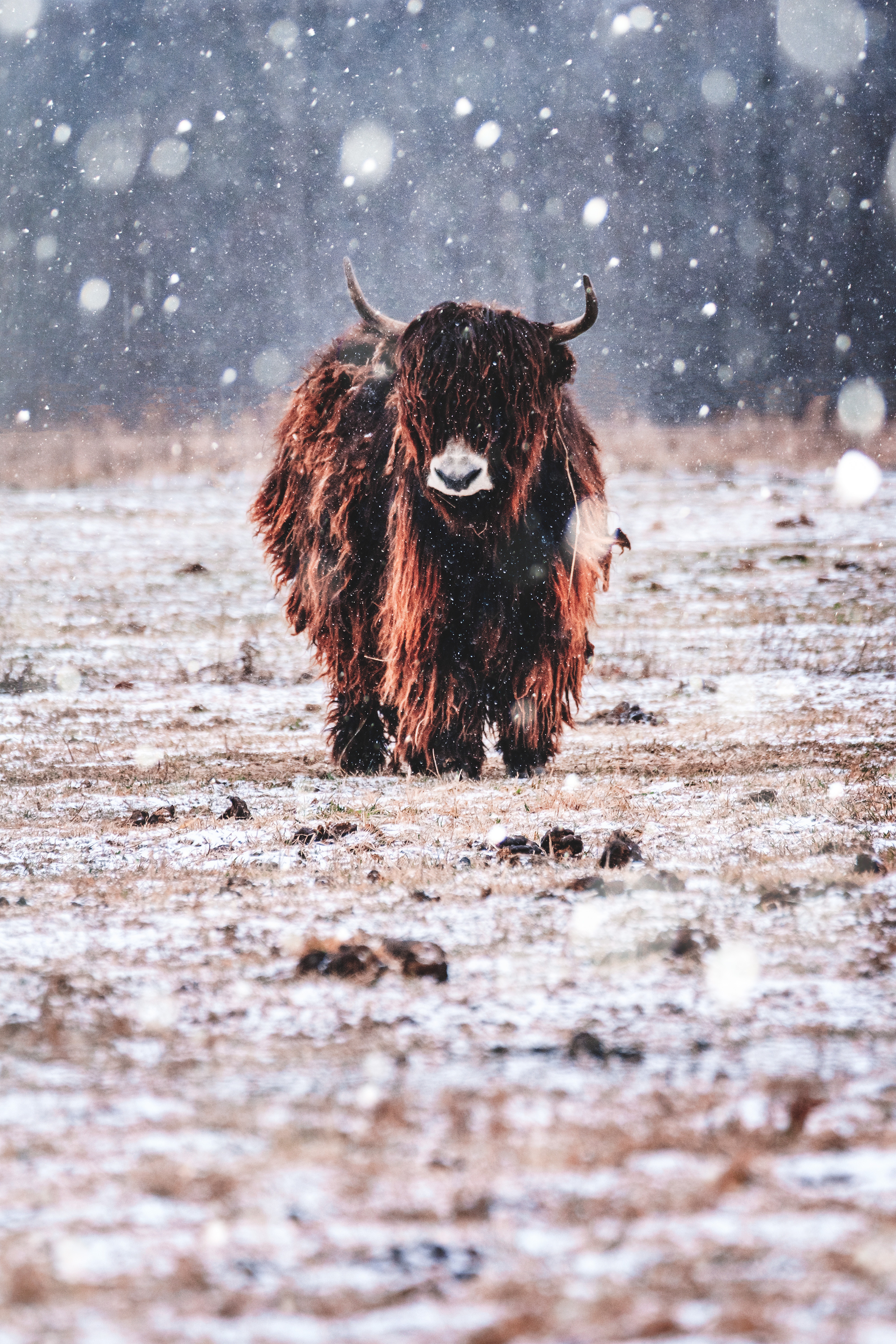 Nature Bison Snow Animals Yaks 4000x6000