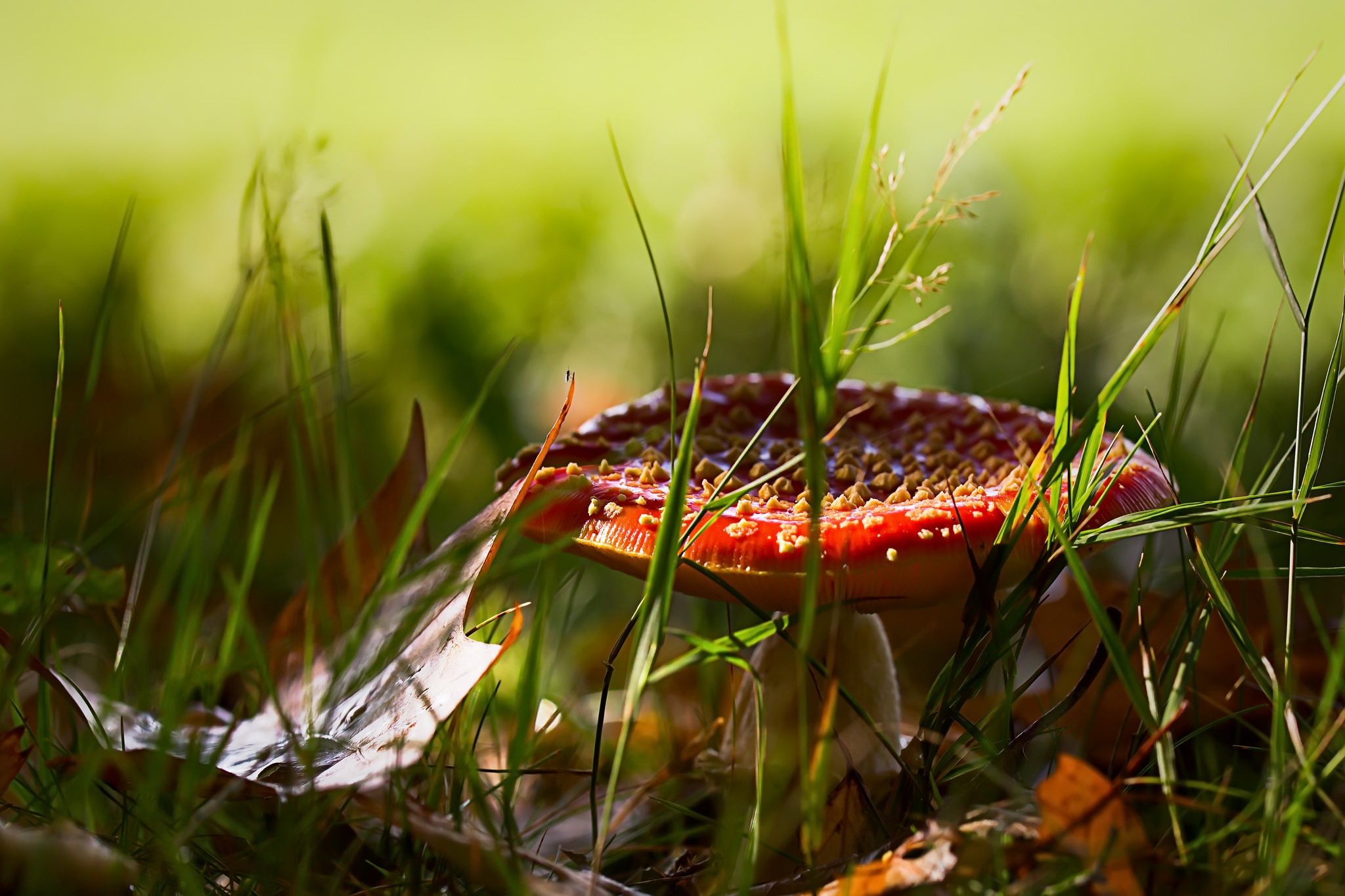 Mushroom Nature Red Green Grass Macro Dappled Sunlight Amanita Muscaria Fly Agaric 2048x1365
