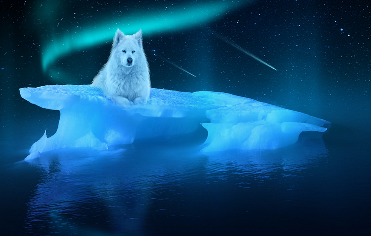 Animal Arctic Wolf 1280x816