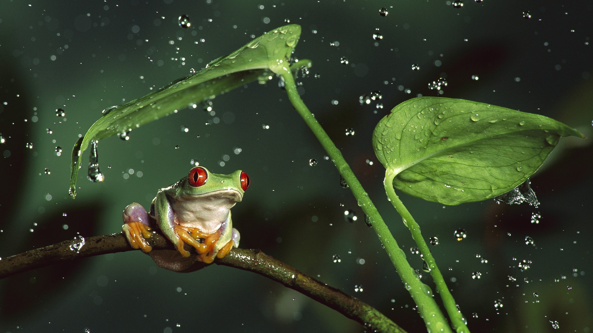 Frog Animals Nature Amphibian Red Eyed Tree Frogs Water Drops 1920x1080