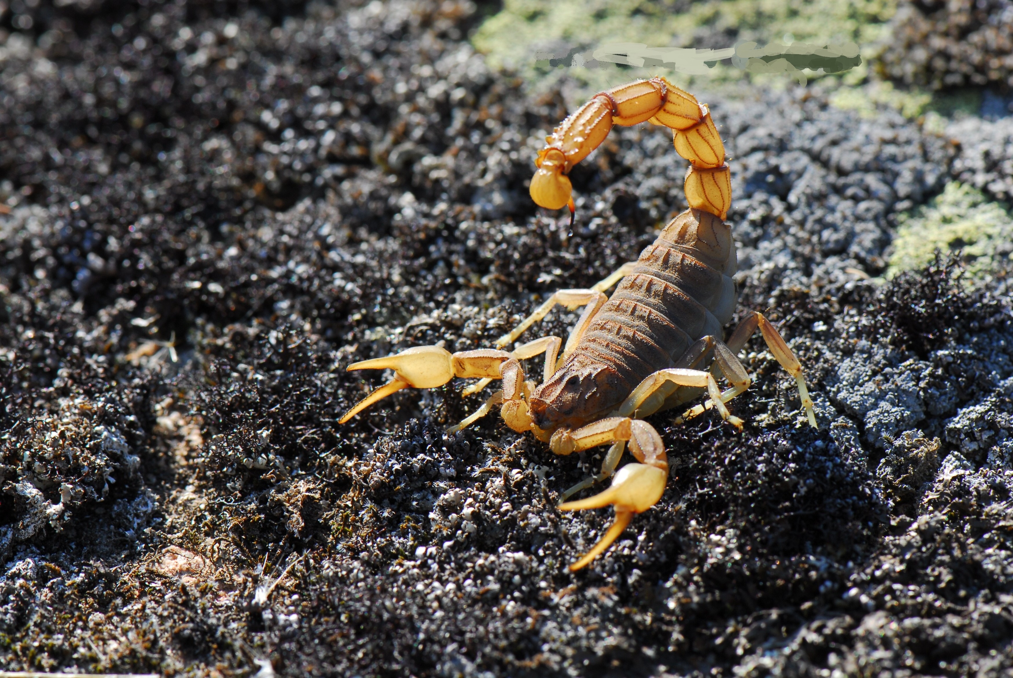 Scorpions Animals Wildlife Arachnid 3500x2343