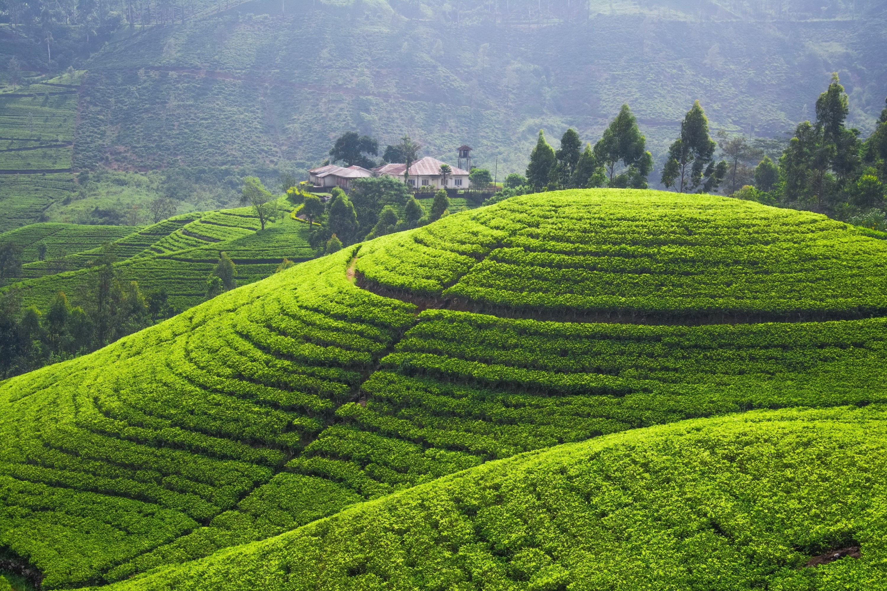 Tea Plantation Sri Lanka 3000x2000