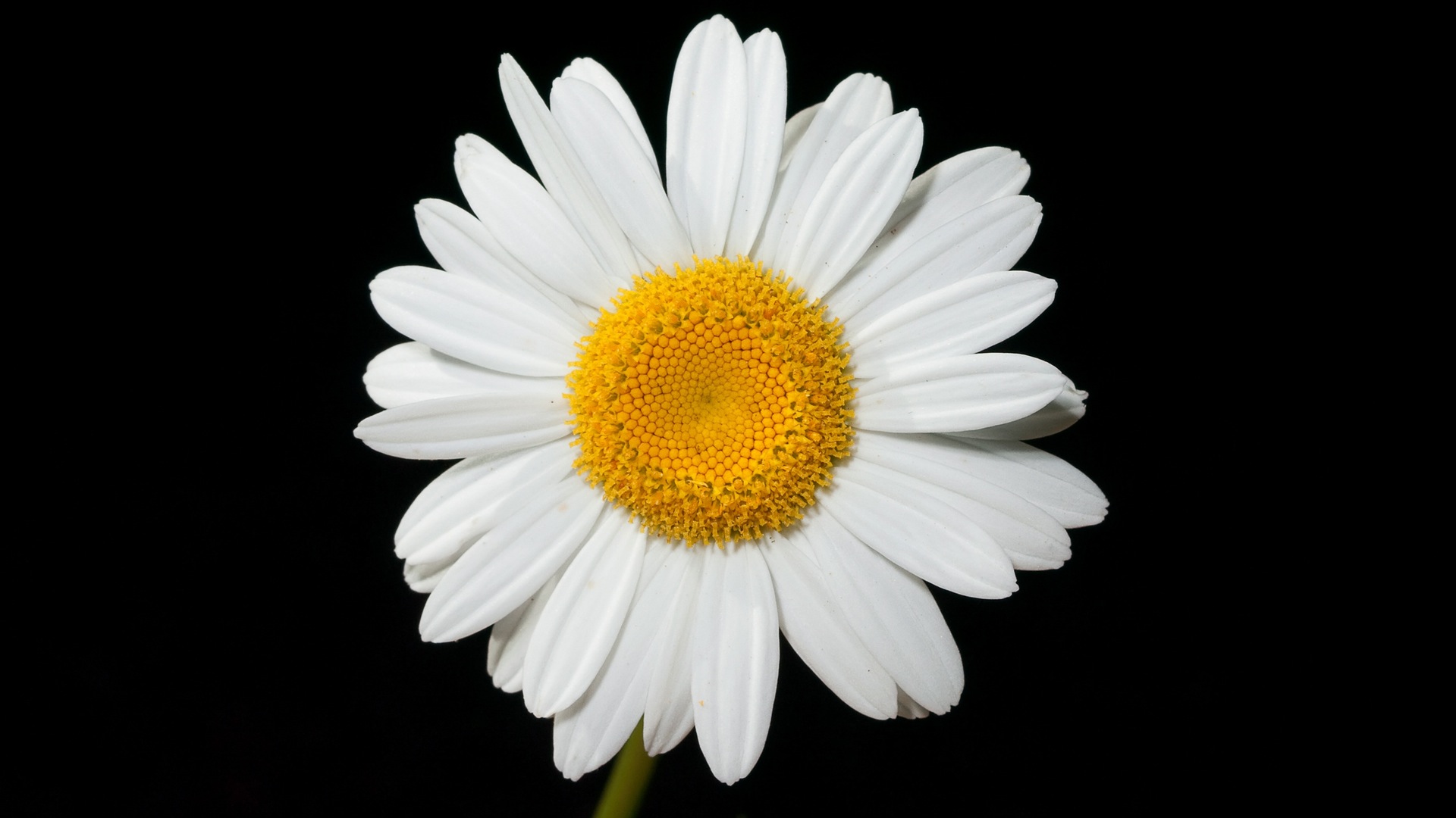 Flower Daisy Camomile Close Up White Flower 1920x1080