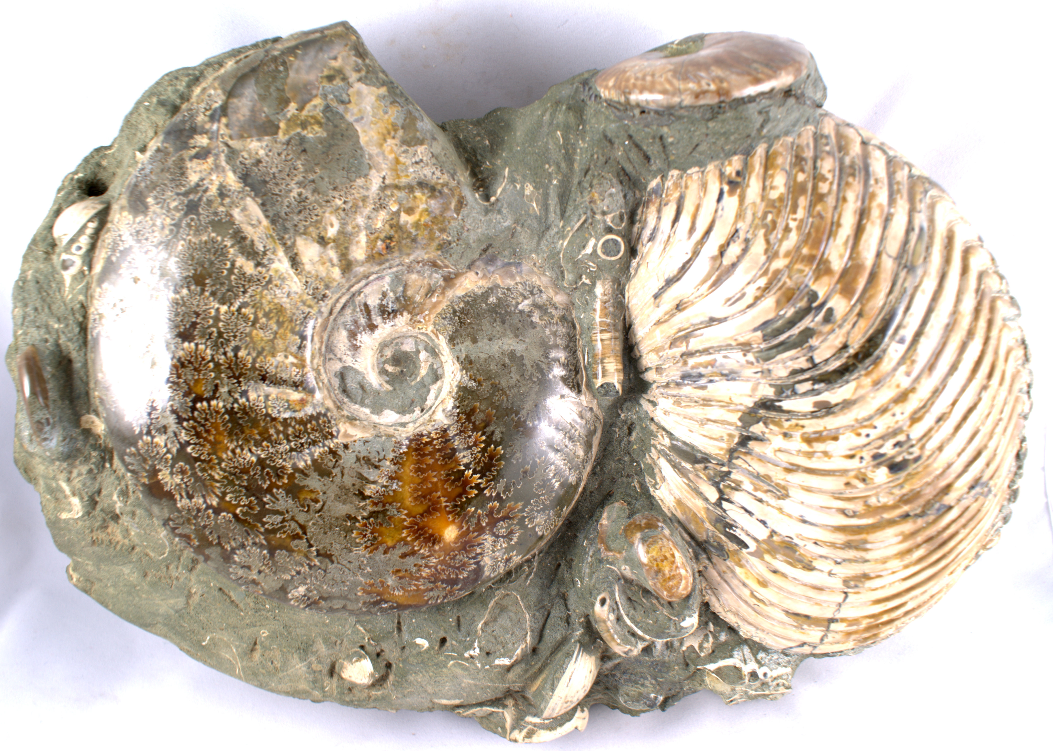 Ammonite 4118x2939