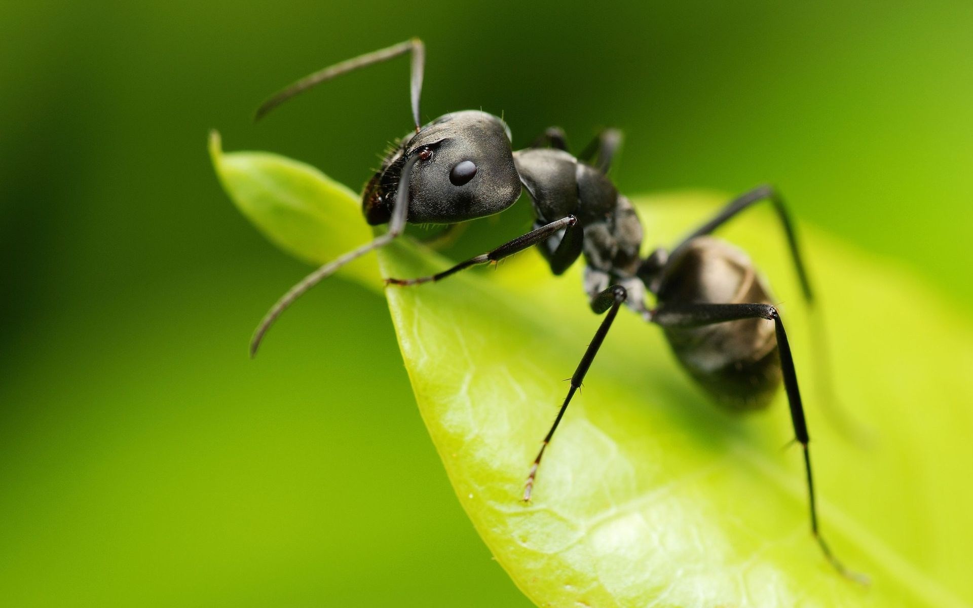 Animals Ants Insect Hymenoptera Macro 1920x1200