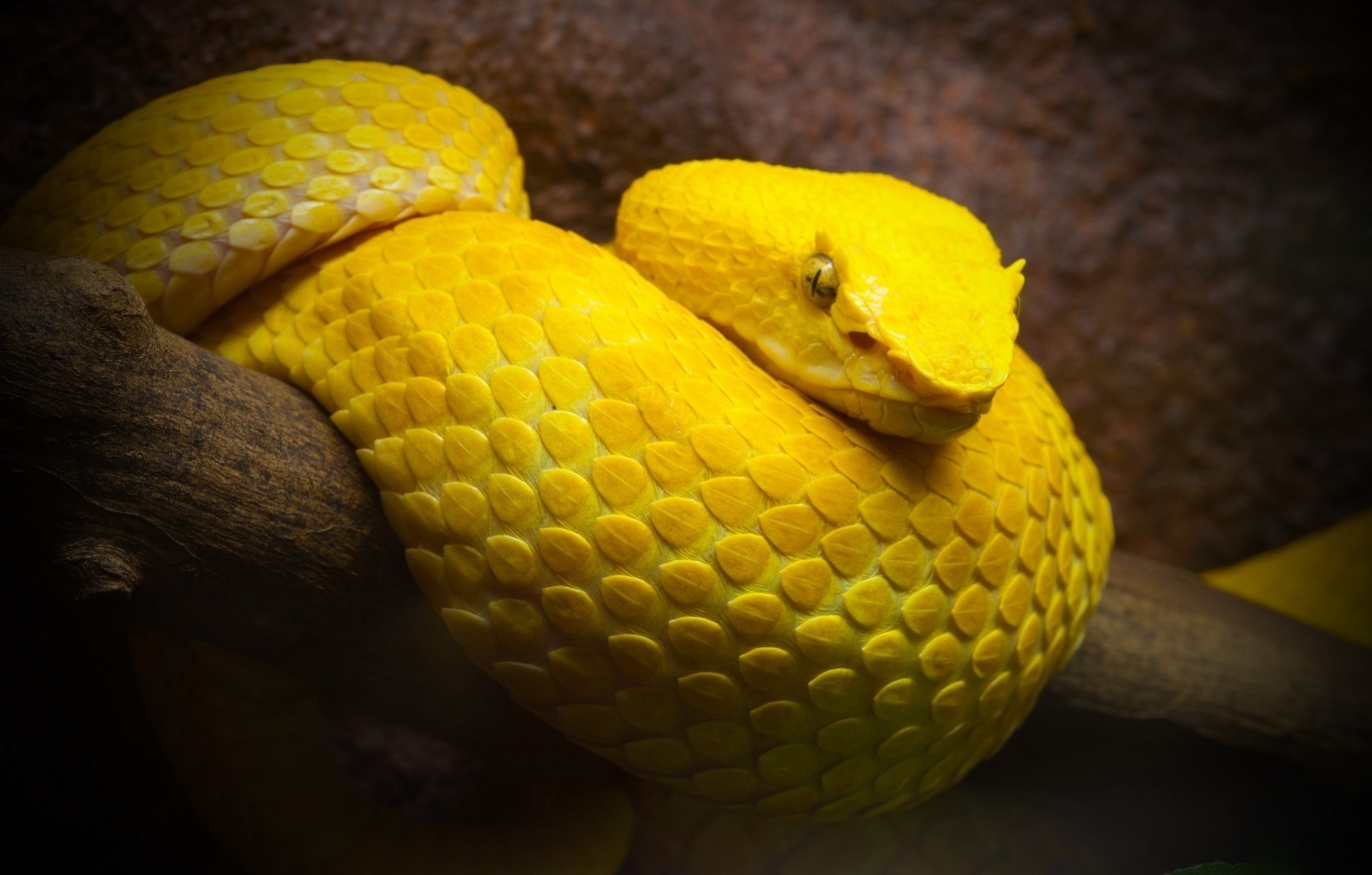 Snake Animals Vipers 2048x1306