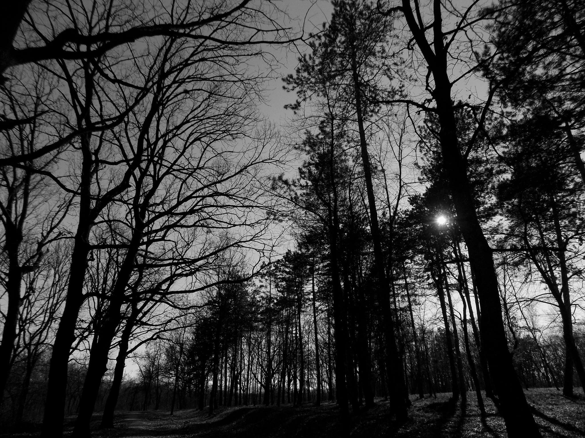 Monochrome Nature Forest Park Serbia 2048x1536