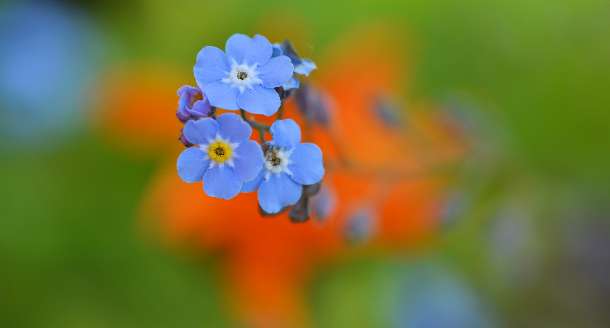 Flower Nature Macro Blur Blue Flower Forget Me Not 2048x1101