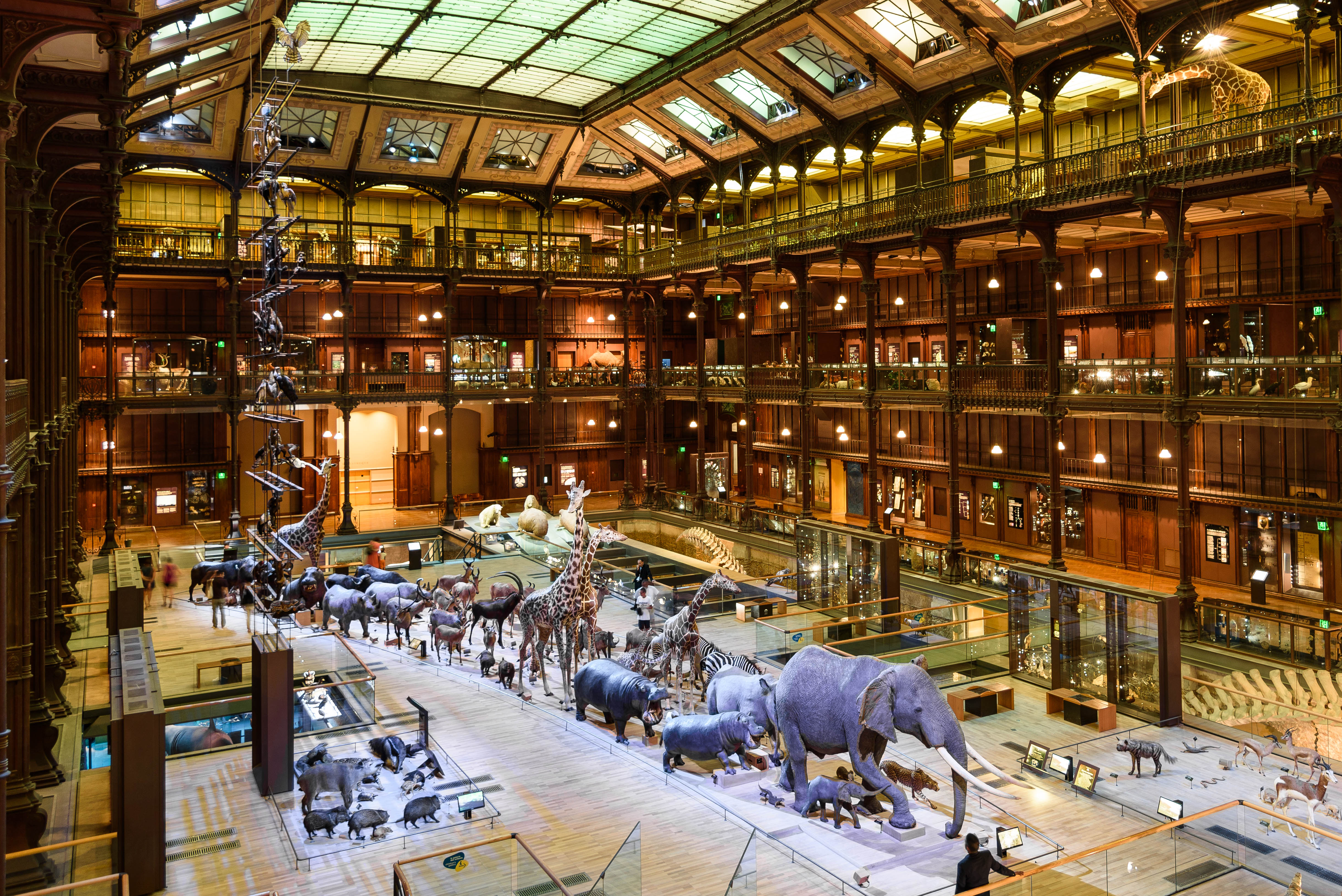 Museum Paris Animal Building Elephant Giraffe History 4883x3260