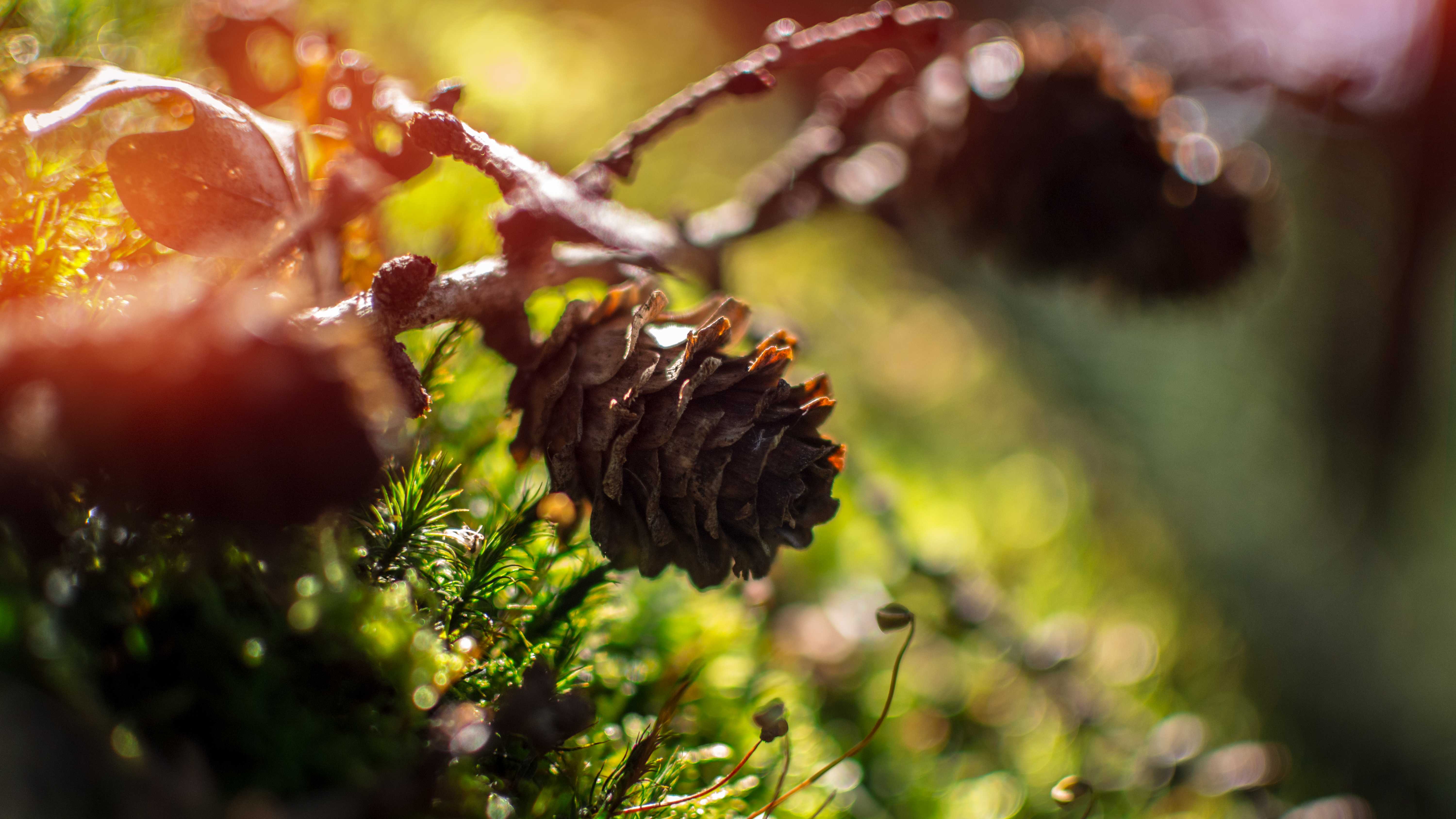 Nature Pine Cones Moss Sun Rays 6000x3375