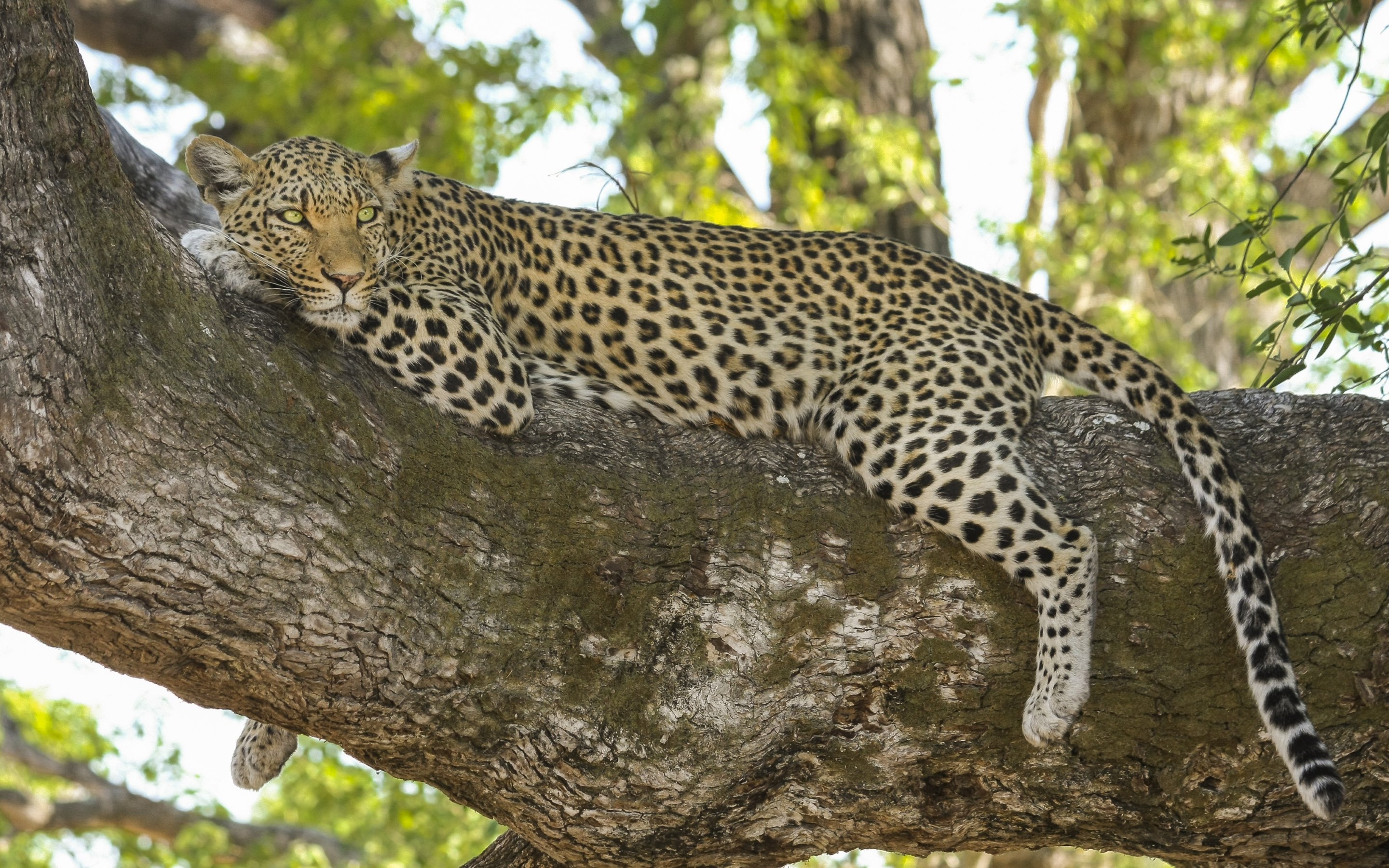 Cat Leopard Wildlife Wildcat Bokeh 2880x1800