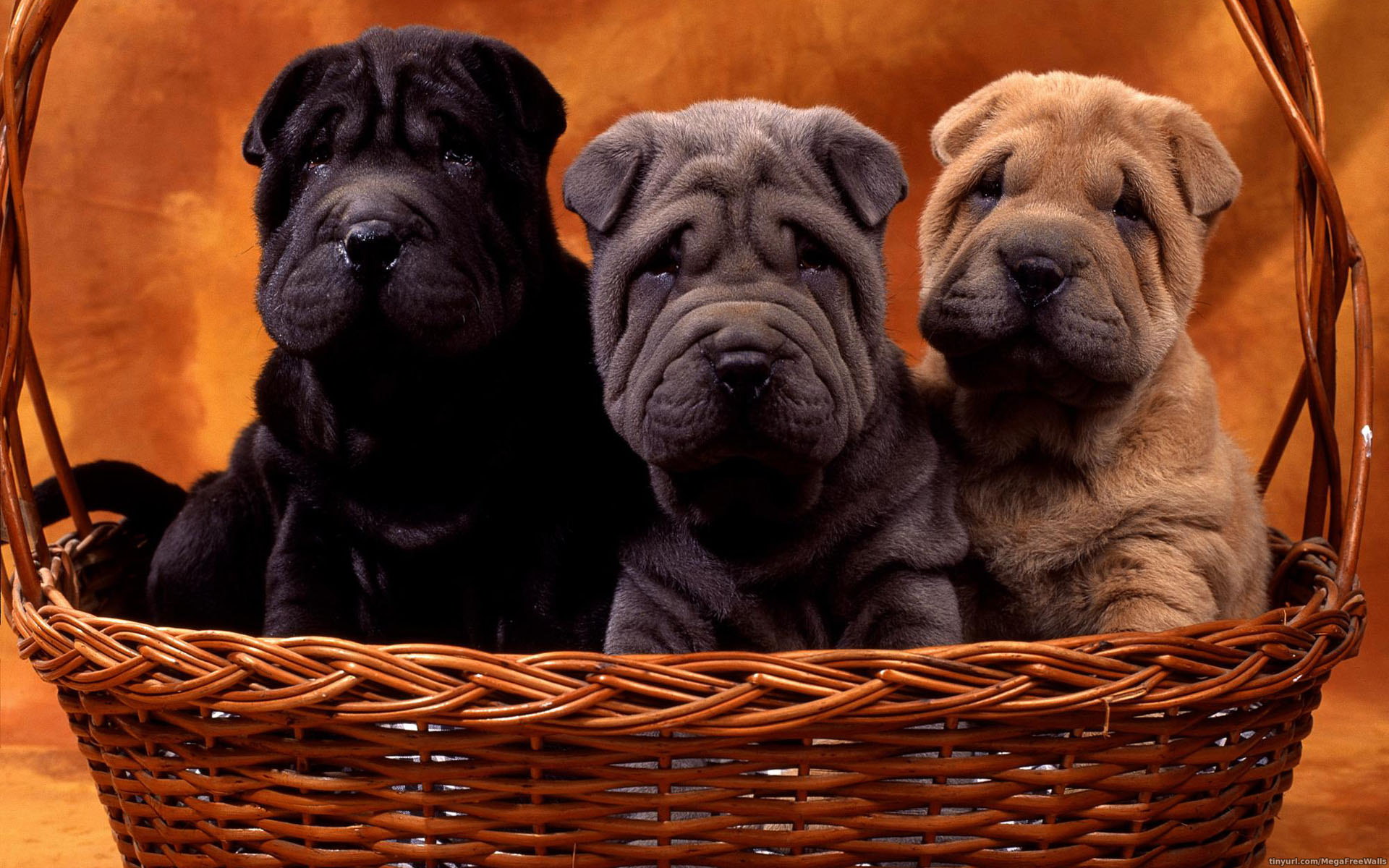 Dog Puppy Basket Cute 1920x1200