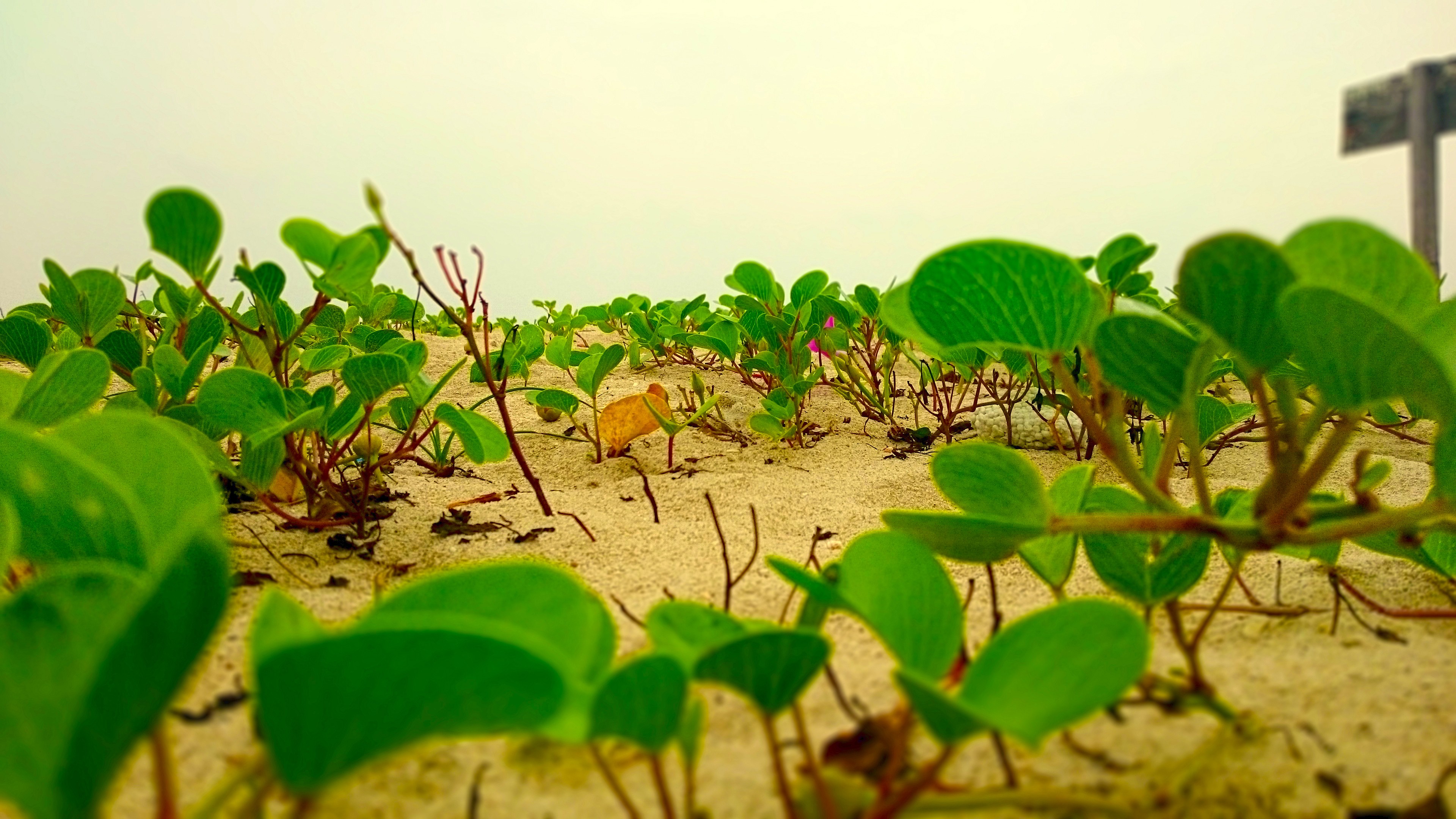 Nature Lotus Flowers Beach Sri Lanka 3840x2160