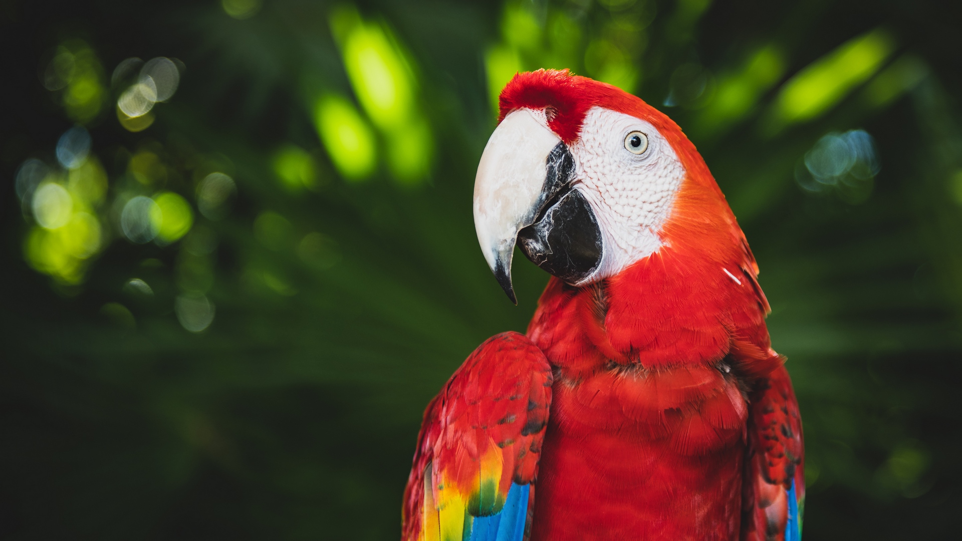 Birds Parrot Macaws Colorful Beak 1920x1080