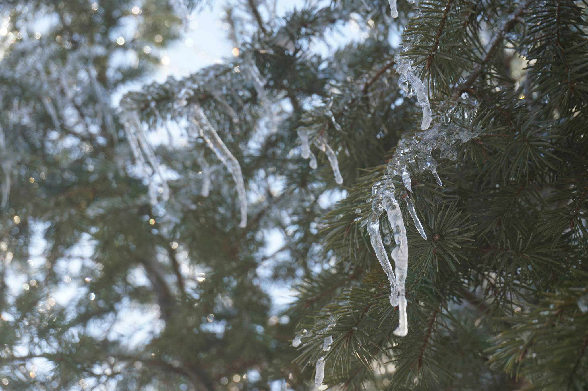 Icicle Pine Trees Nature Branch 2048x1365