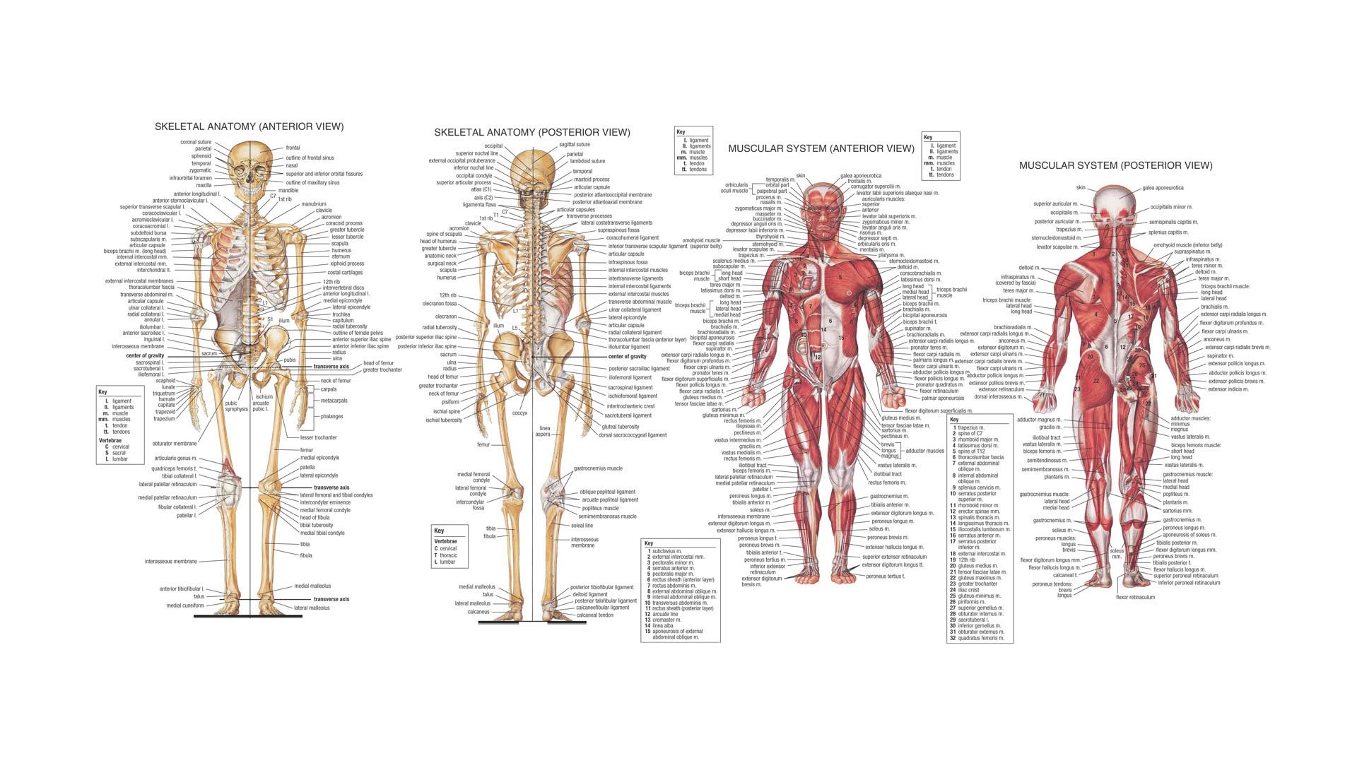 Graph Skeleton Human Anatomy 1920x1080