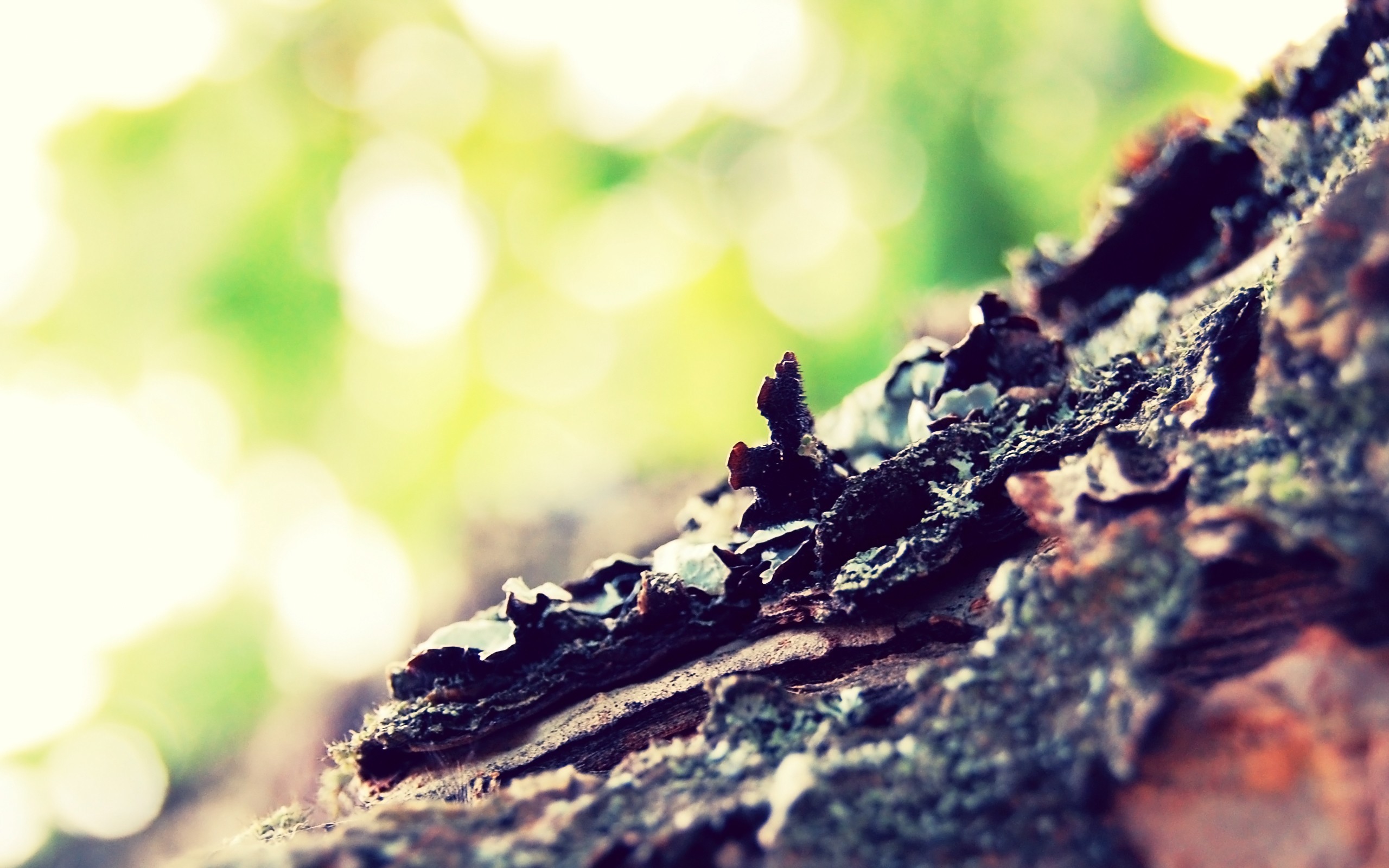 Photography Nature Depth Of Field Bark Trees 2560x1600