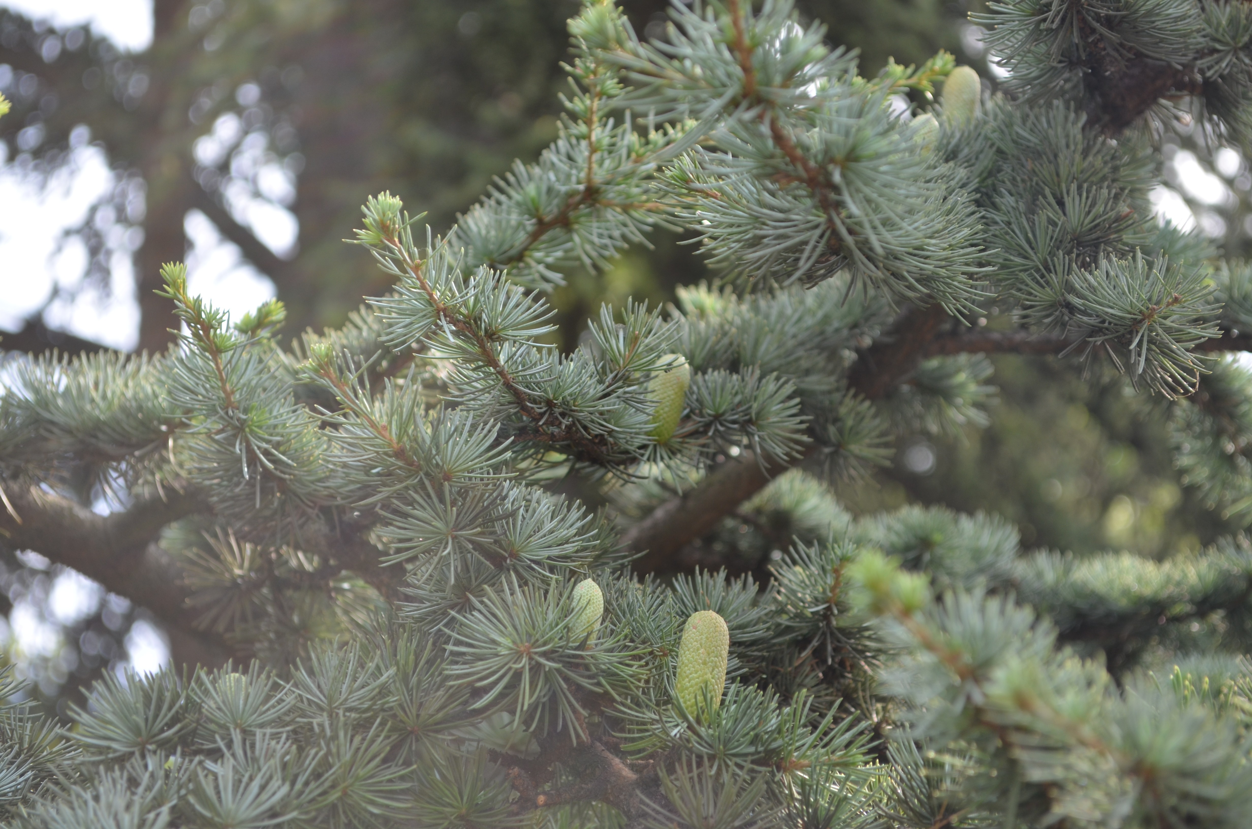 Green Trees Pine Cones Pine Trees 4928x3264