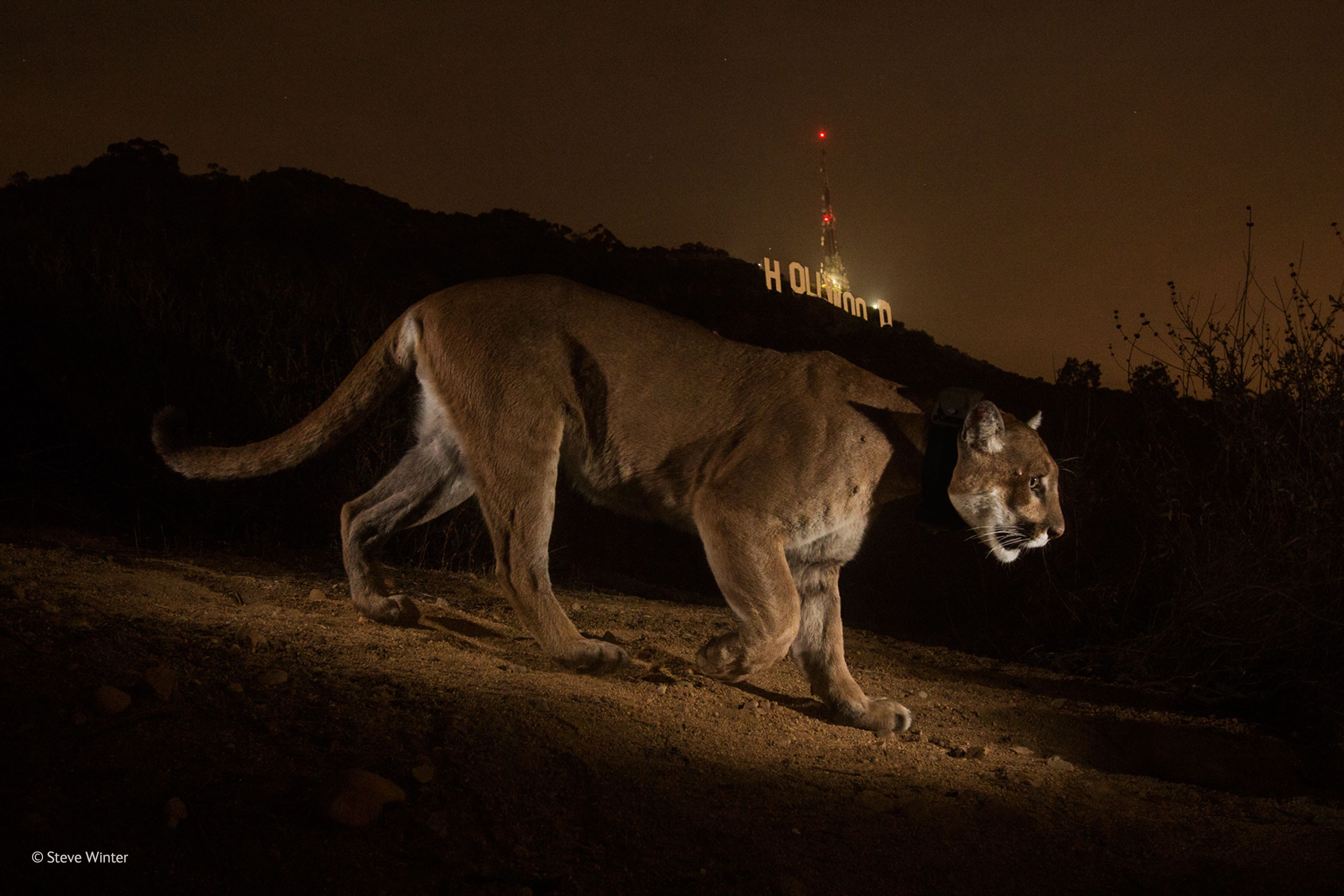 Animals Big Cats Feline Mammals Pumas 2560x1707