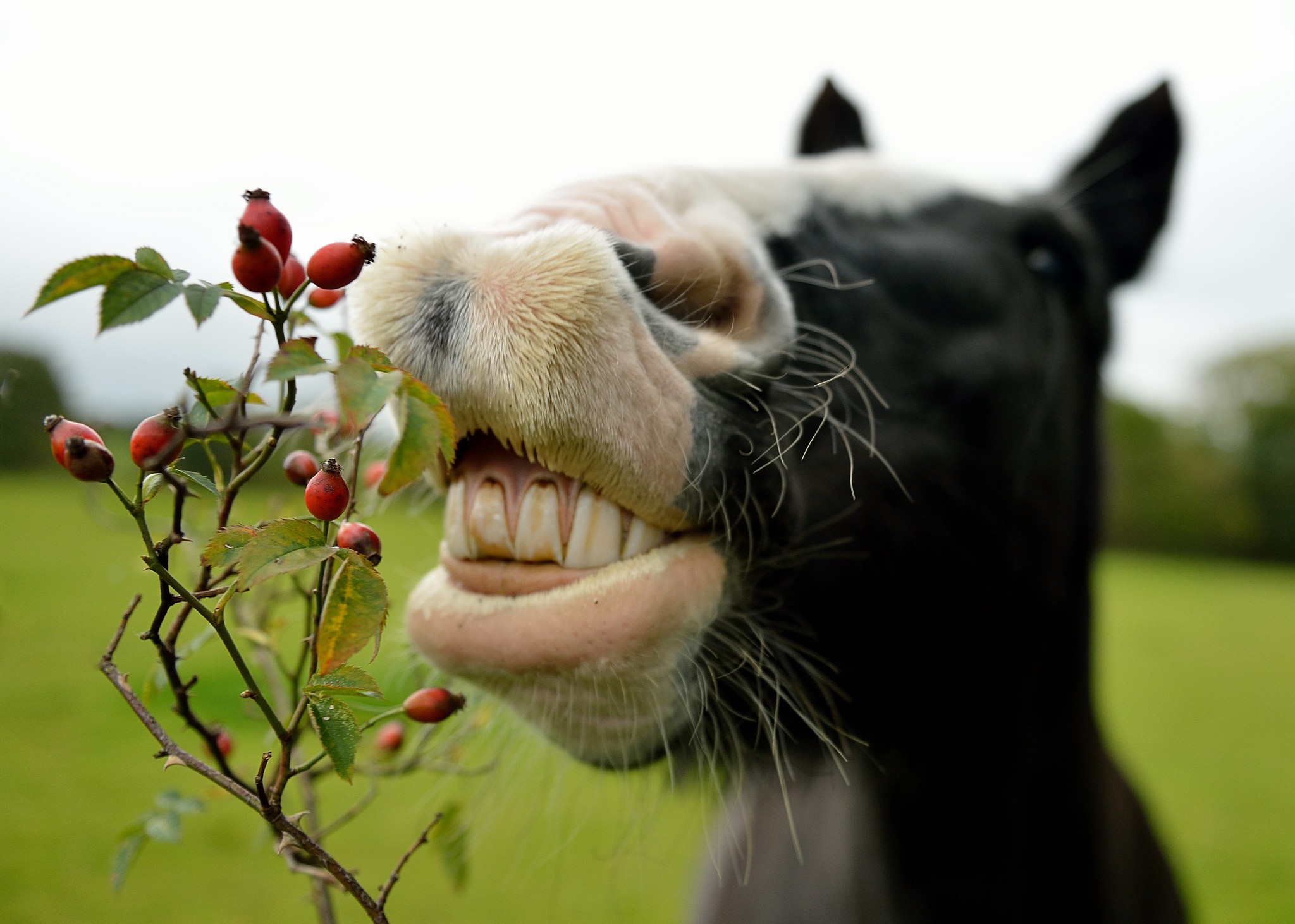 Nature Green Animals Horse Teeth Plants Depth Of Field Muzzles Closeup 2048x1463