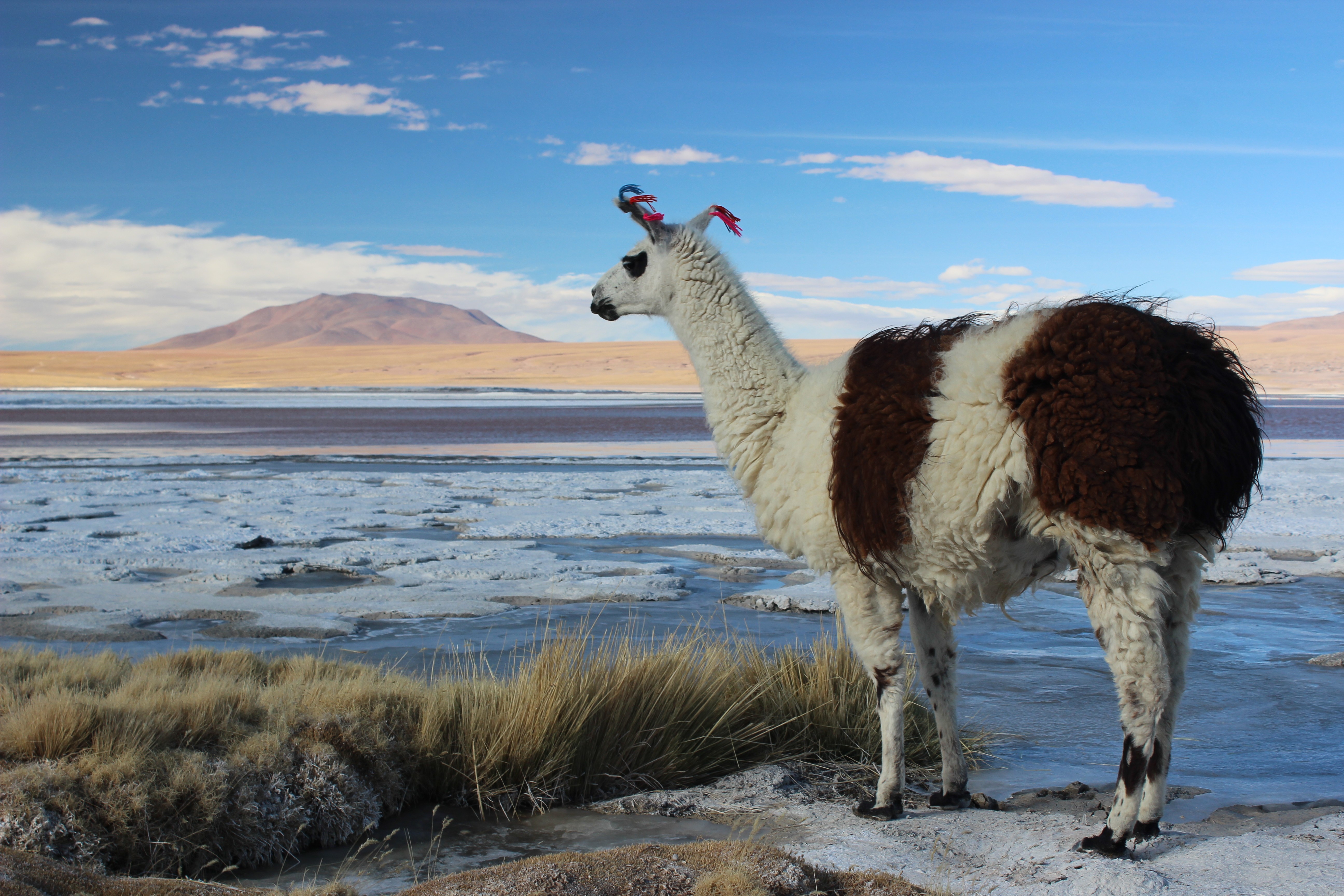 Animals Llamas Bolivia Landscape Alpacas Lake Salt 5184x3456