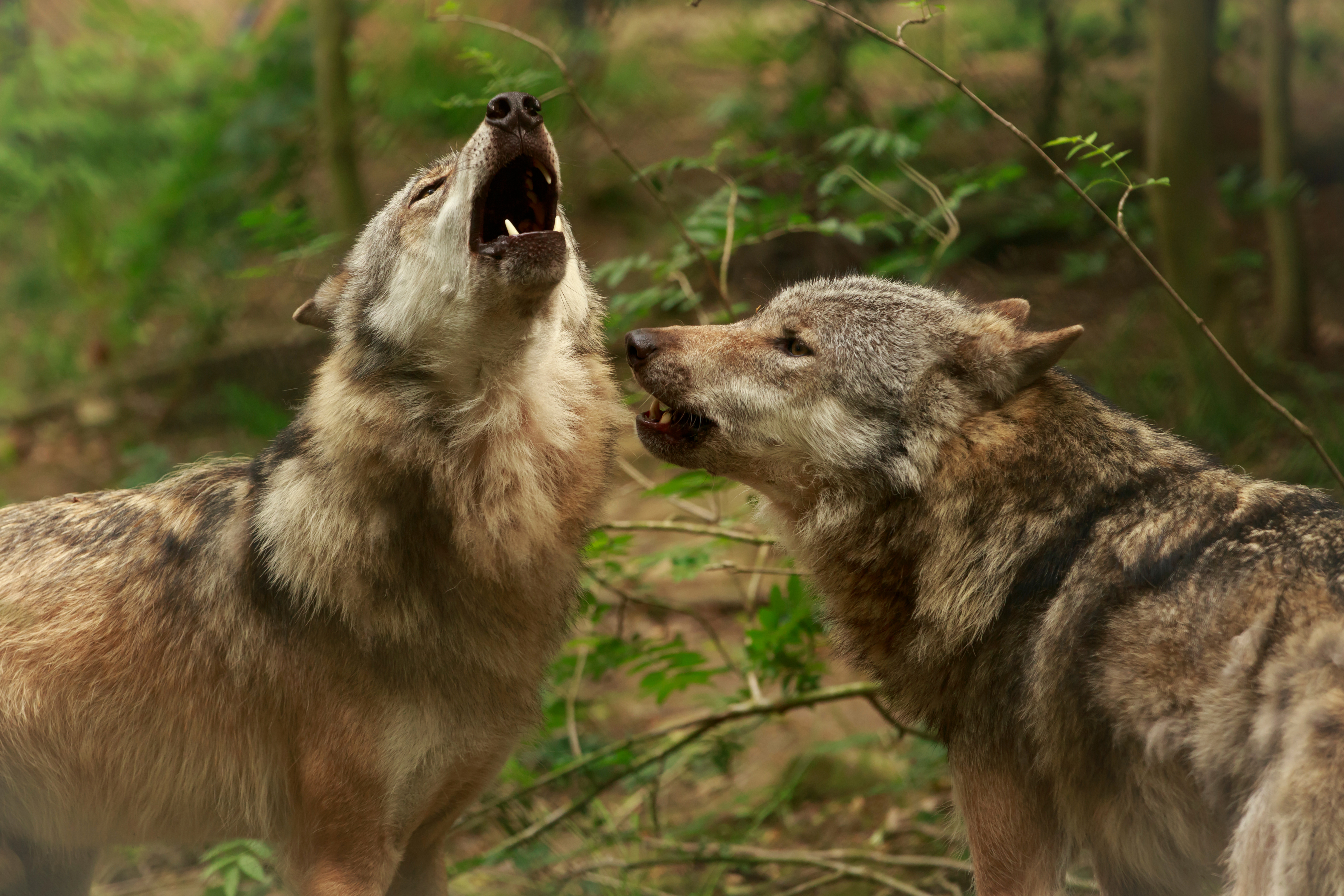 Animal Wolf Howling Close Up Blur 4500x3000