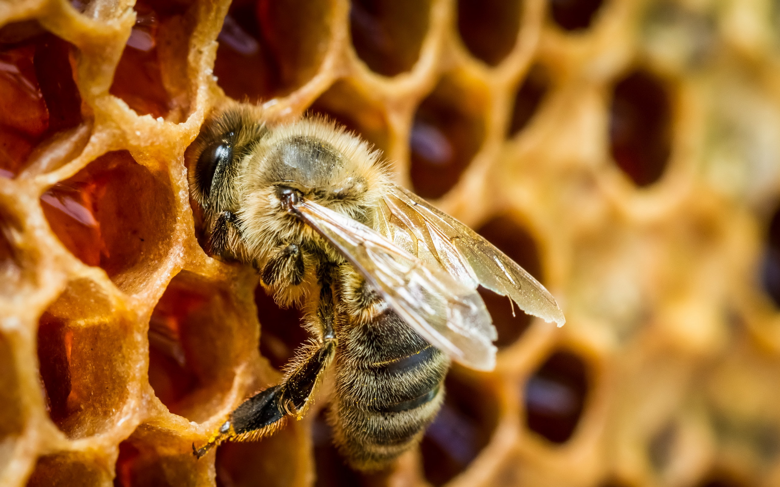 Bee Macro Insect Honeycomb Honey Nature 2560x1600