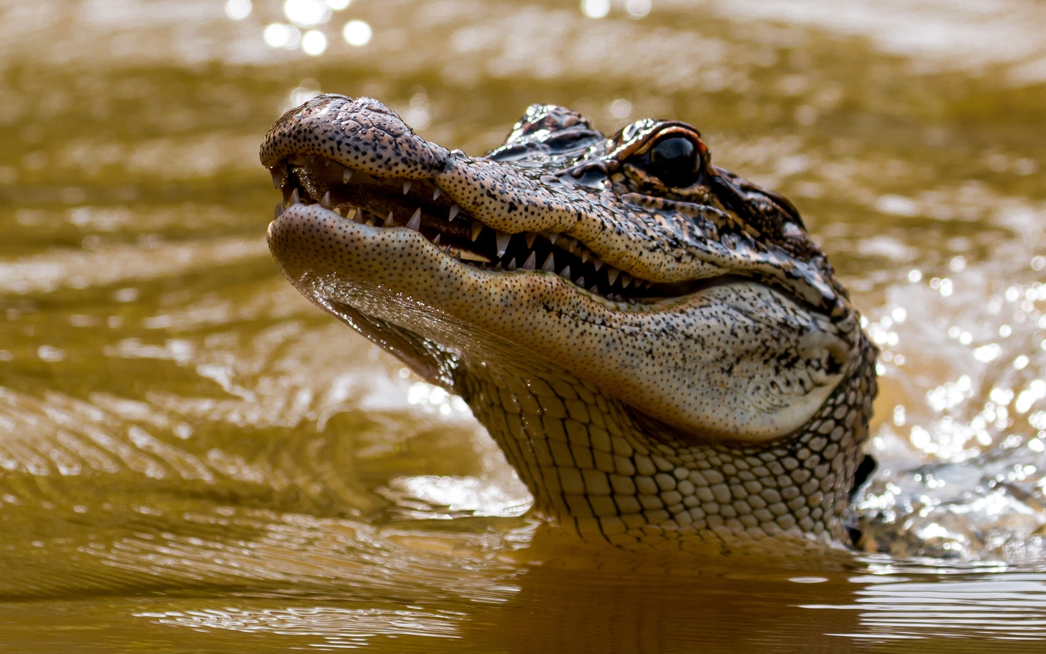 Alligator Predator Animal Wildlife 2048x1282