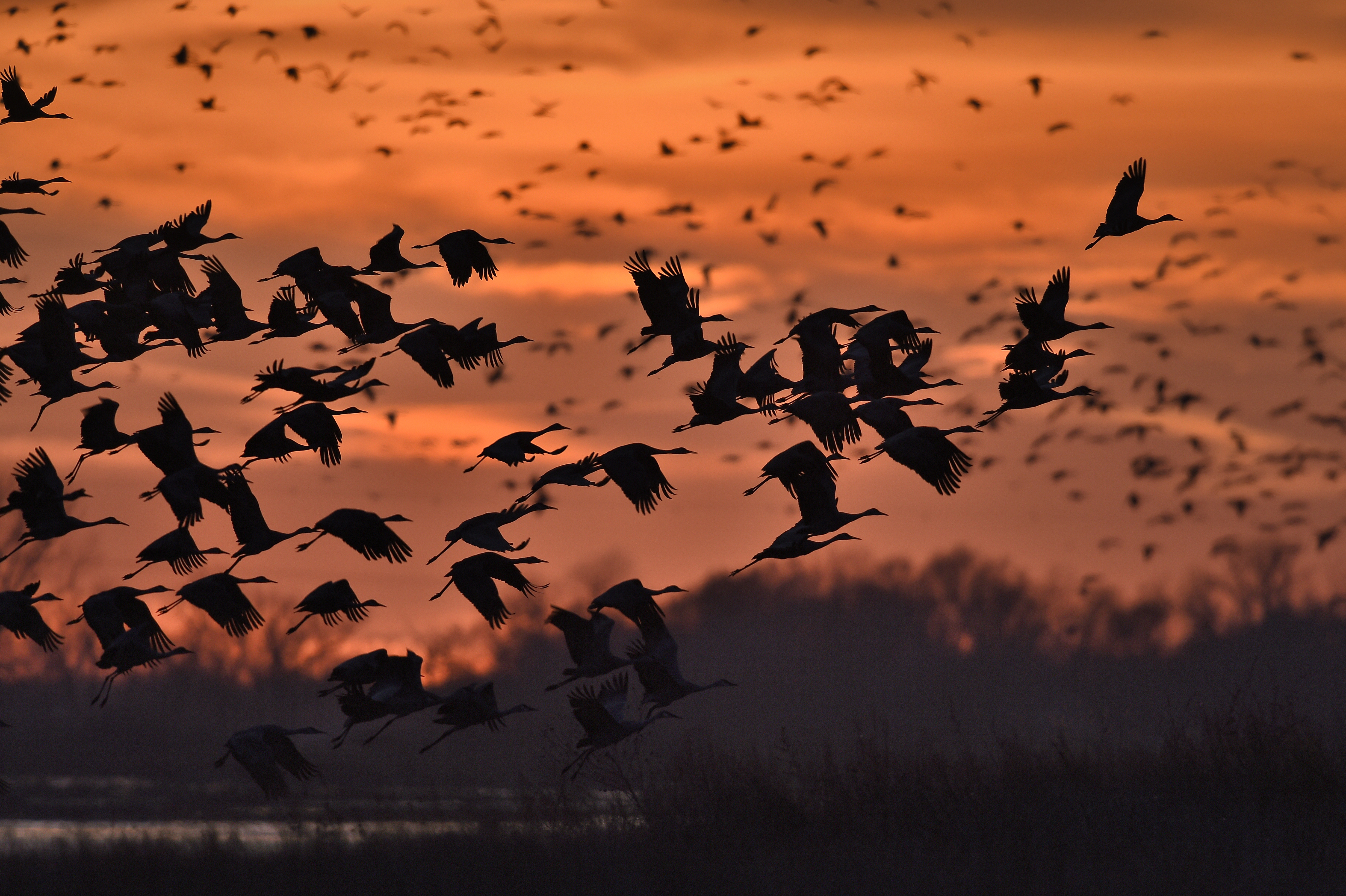 Sandhill Crane Flight Nebraska Sunset Platte River Bird 4928x3280