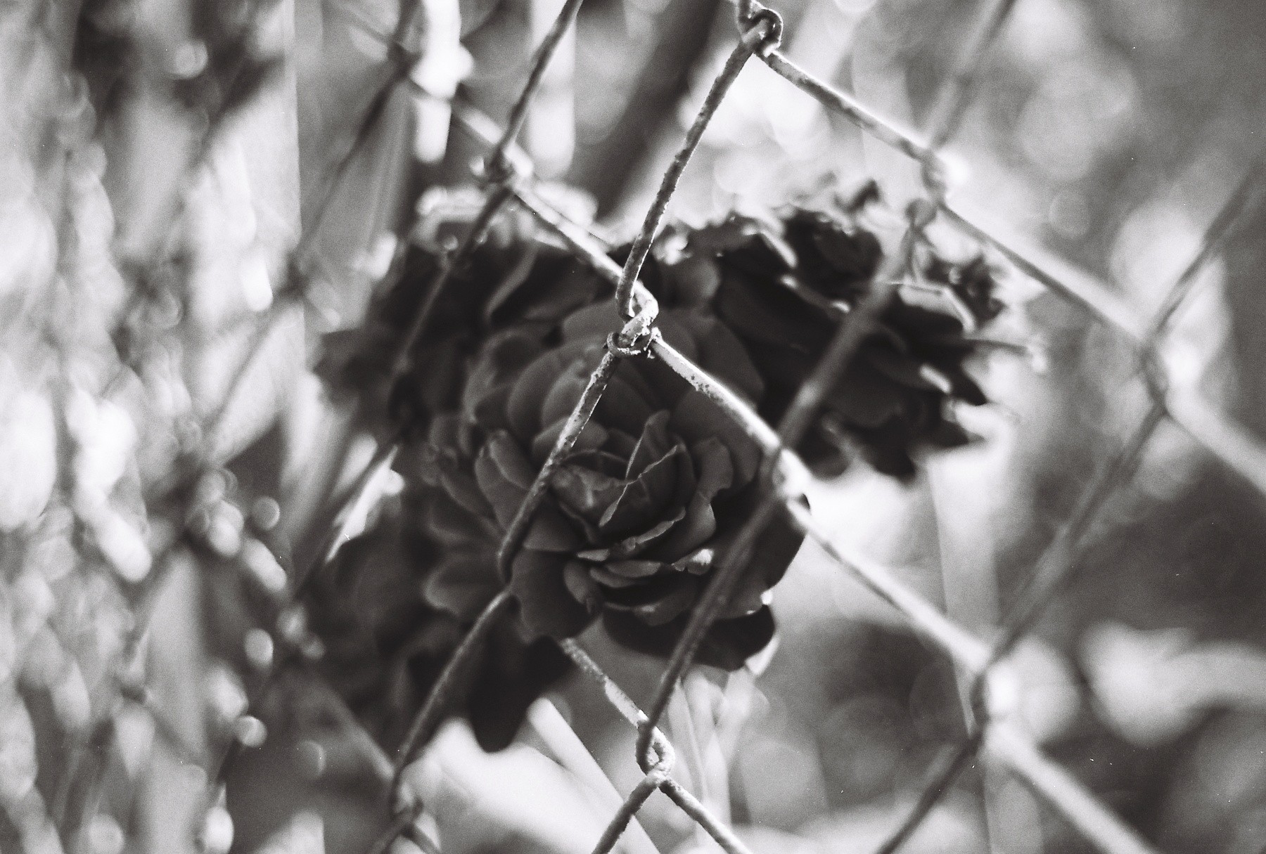 Photography Monochrome Chain Link Flowers 1800x1215