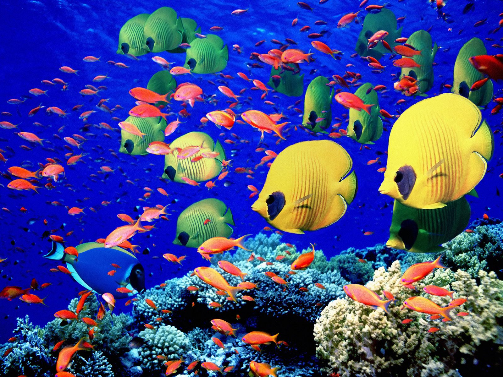 Fish Coral Butterflyfish 1600x1200