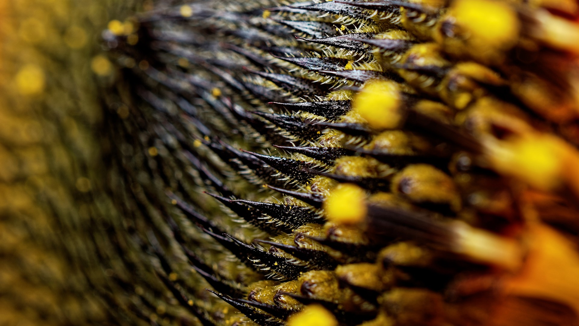 Sunflowers Nature Plants Flowers Pollen Macro 1920x1080