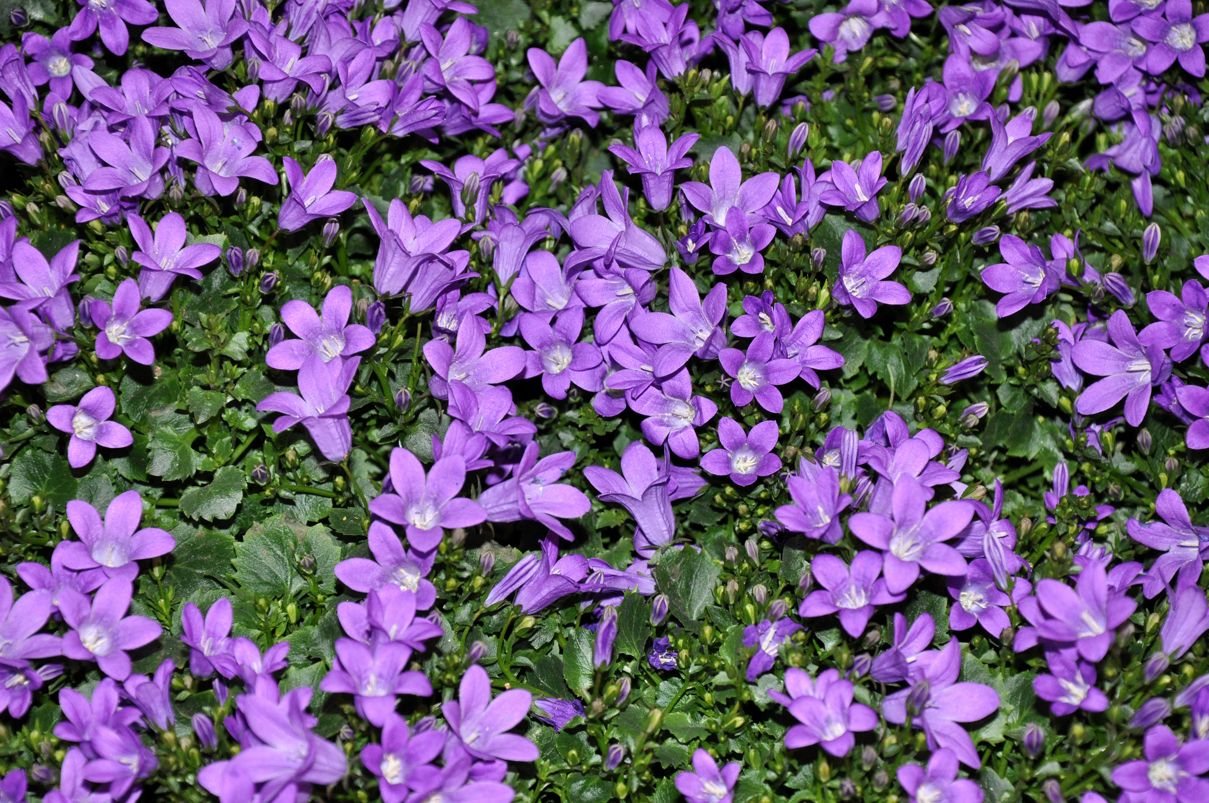 Bellflower Nature Flower Purple Flower 3900x2590
