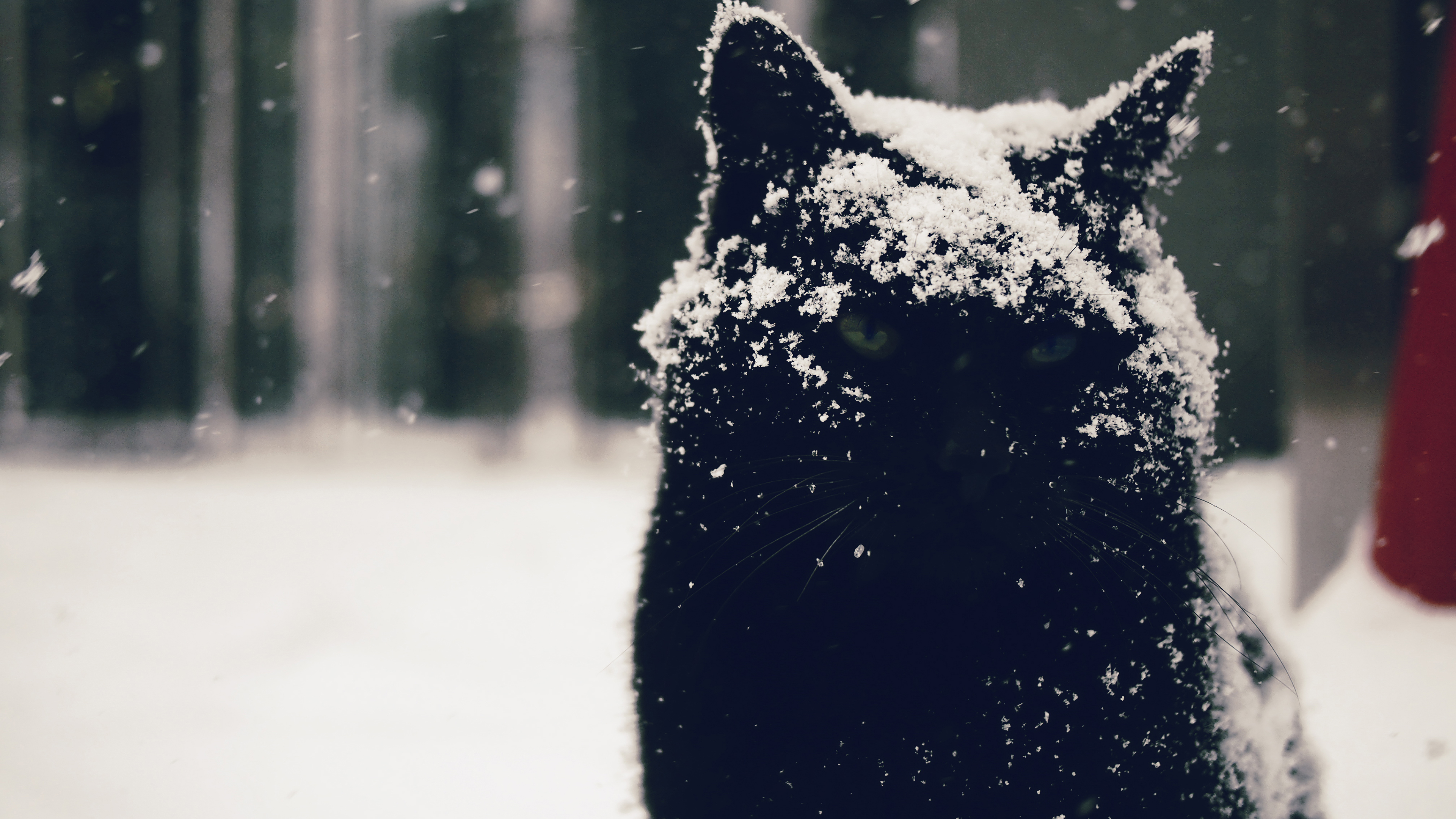 Snow Snowdrops Cats Animals 3840x2160