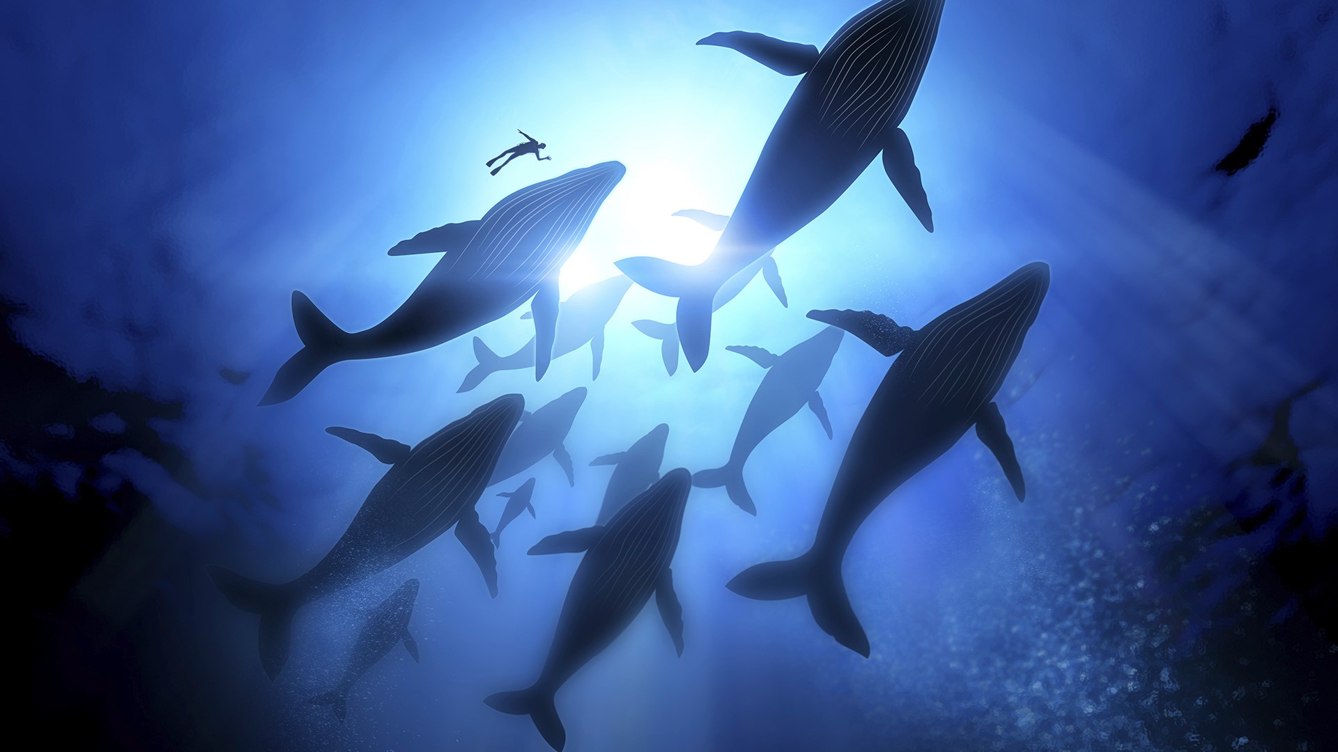 Nature Water Underwater Bubble Divers Sun Sun Rays Whale Humpback Whale Artwork Bottom View 1920x1080