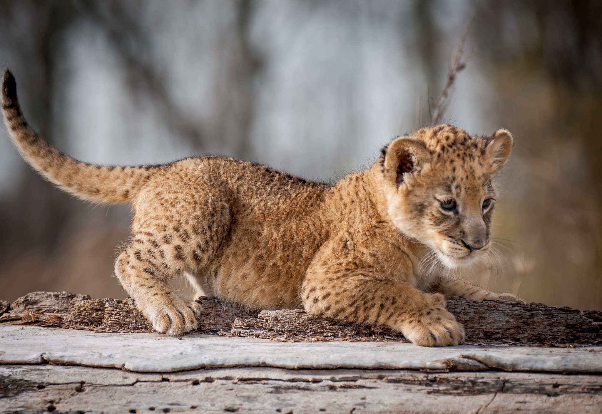 Animals Baby Animals Lion Cubs 2048x1409