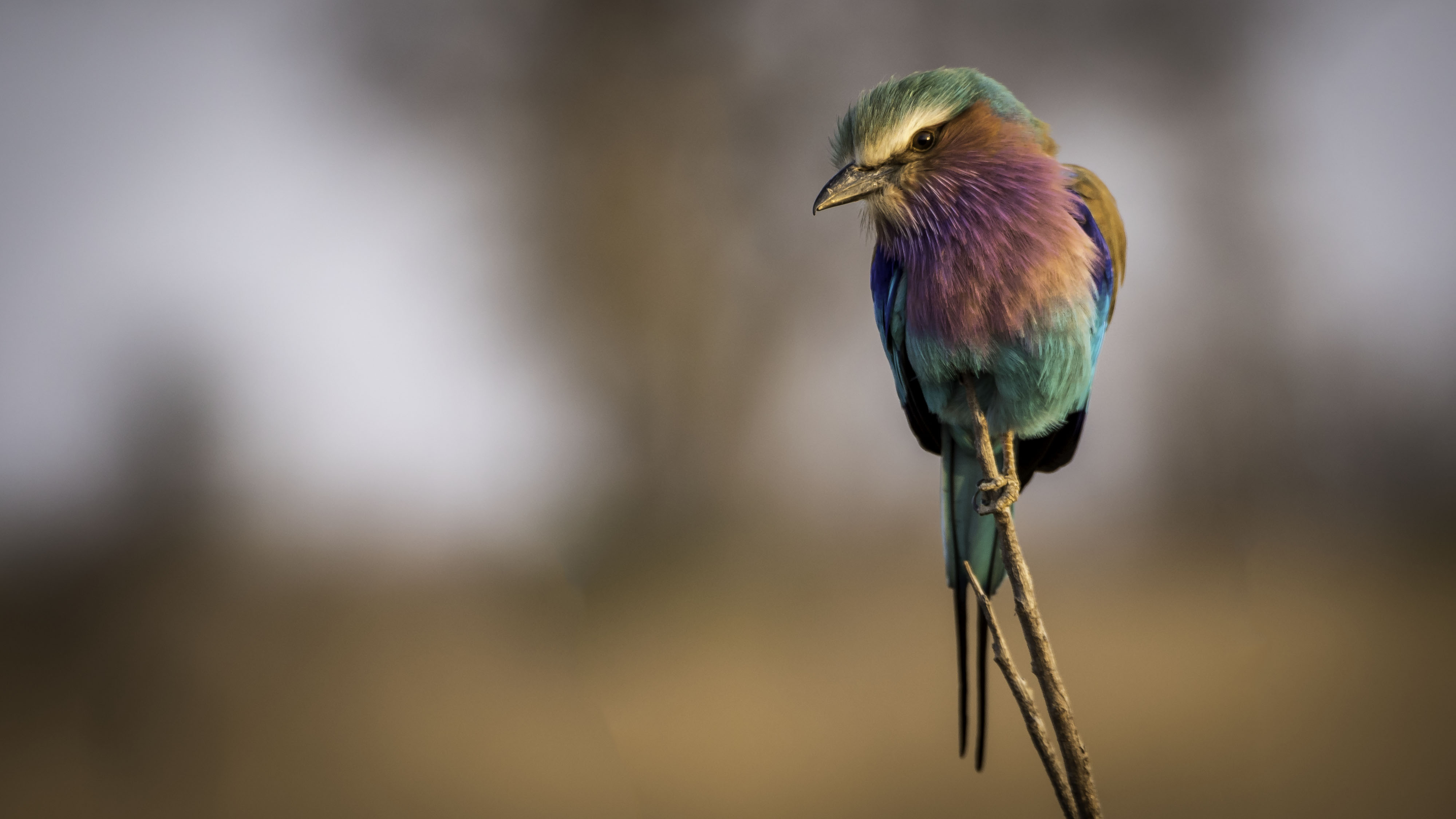 Animal Bird Lilac Breasted Roller 3999x2249