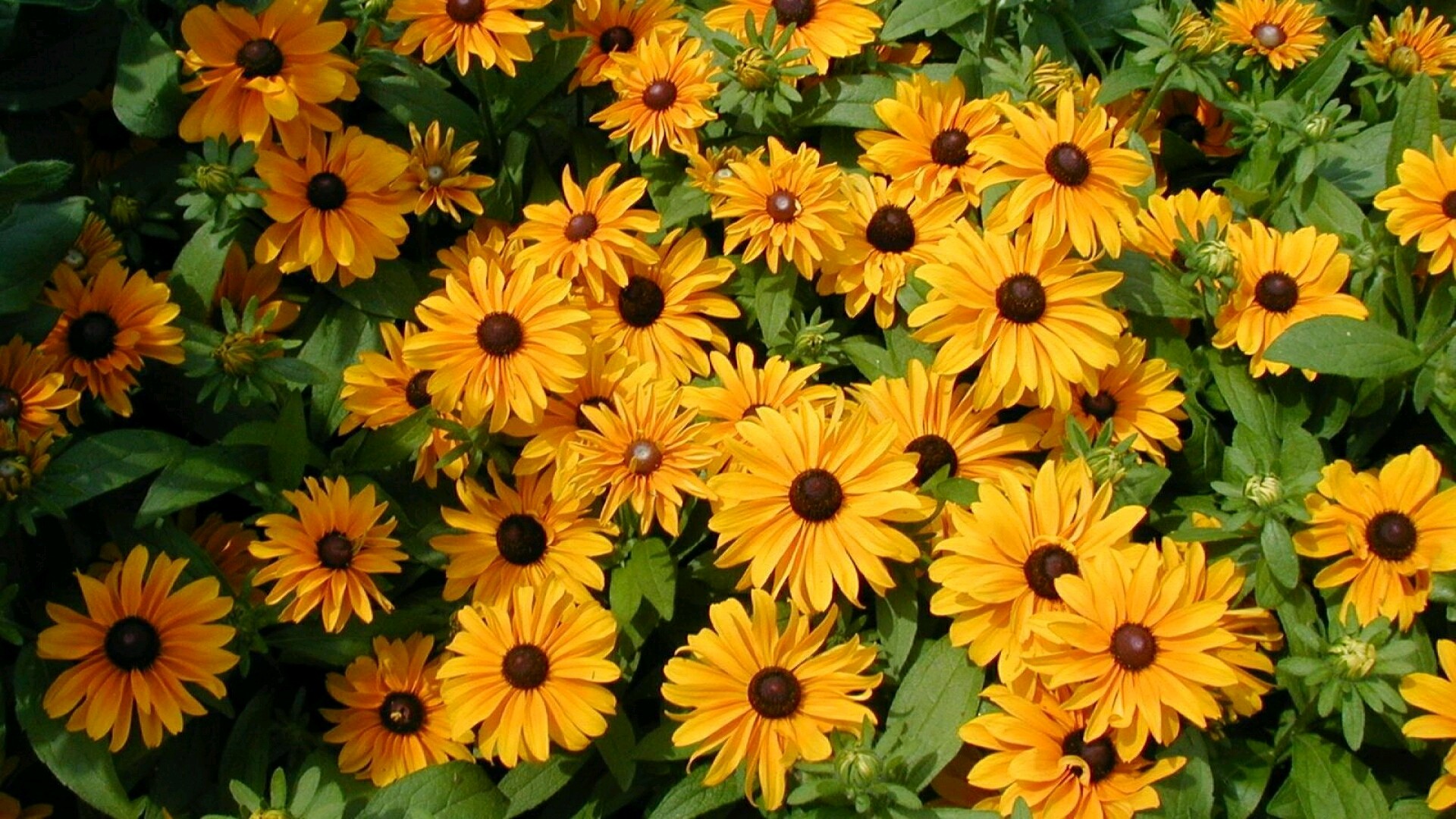 Flower Daisy Black Eyed Susan Yellow Flower 1920x1080