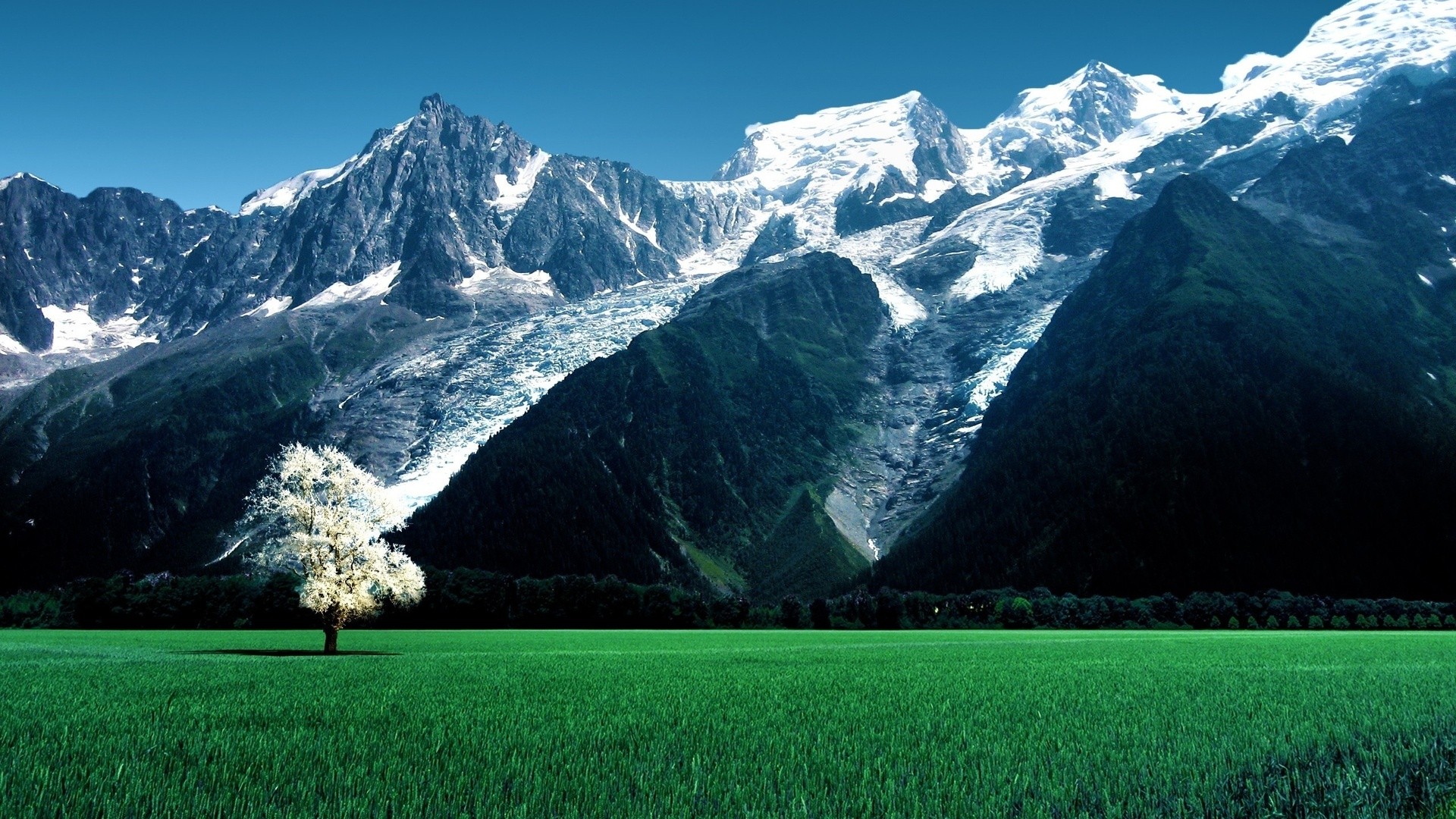 Nature Landscape Trees Switzerland Alps Swiss Alps Field Mountains Snowy Peak Grass Forest Blossoms 1920x1080