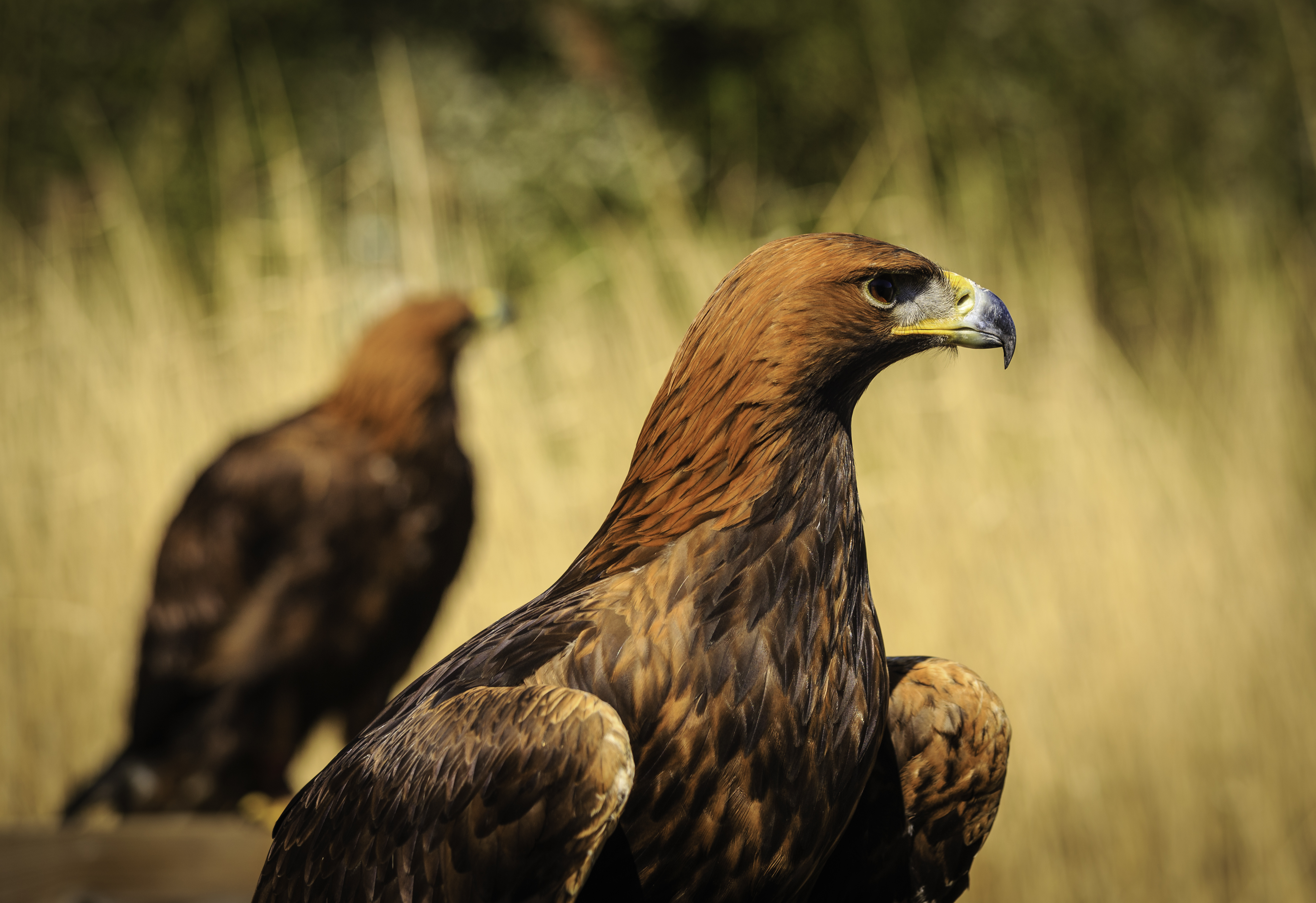 Golden Eagle Bokeh Eagle Animal 4359x2991