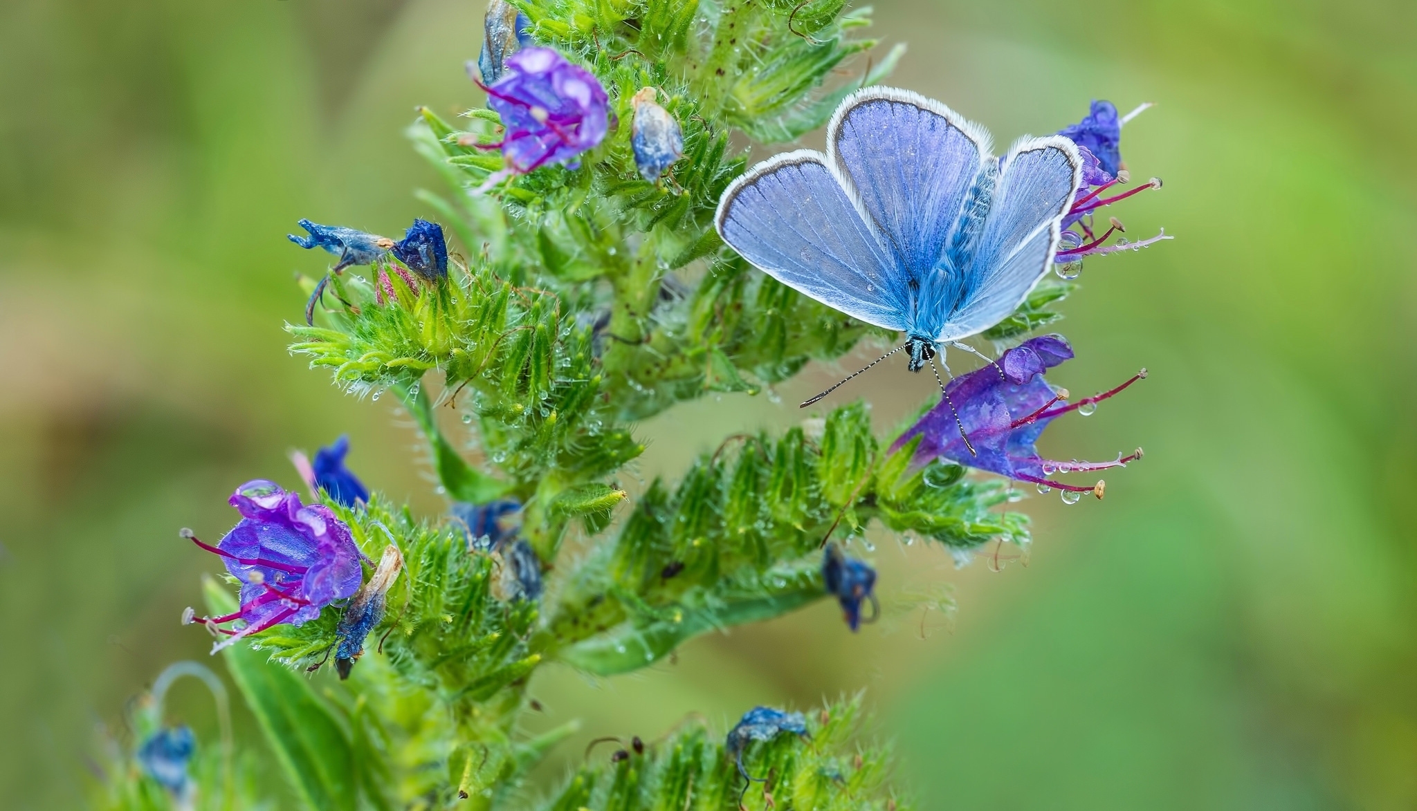 Animal Butterfly Blue Flower 2048x1173