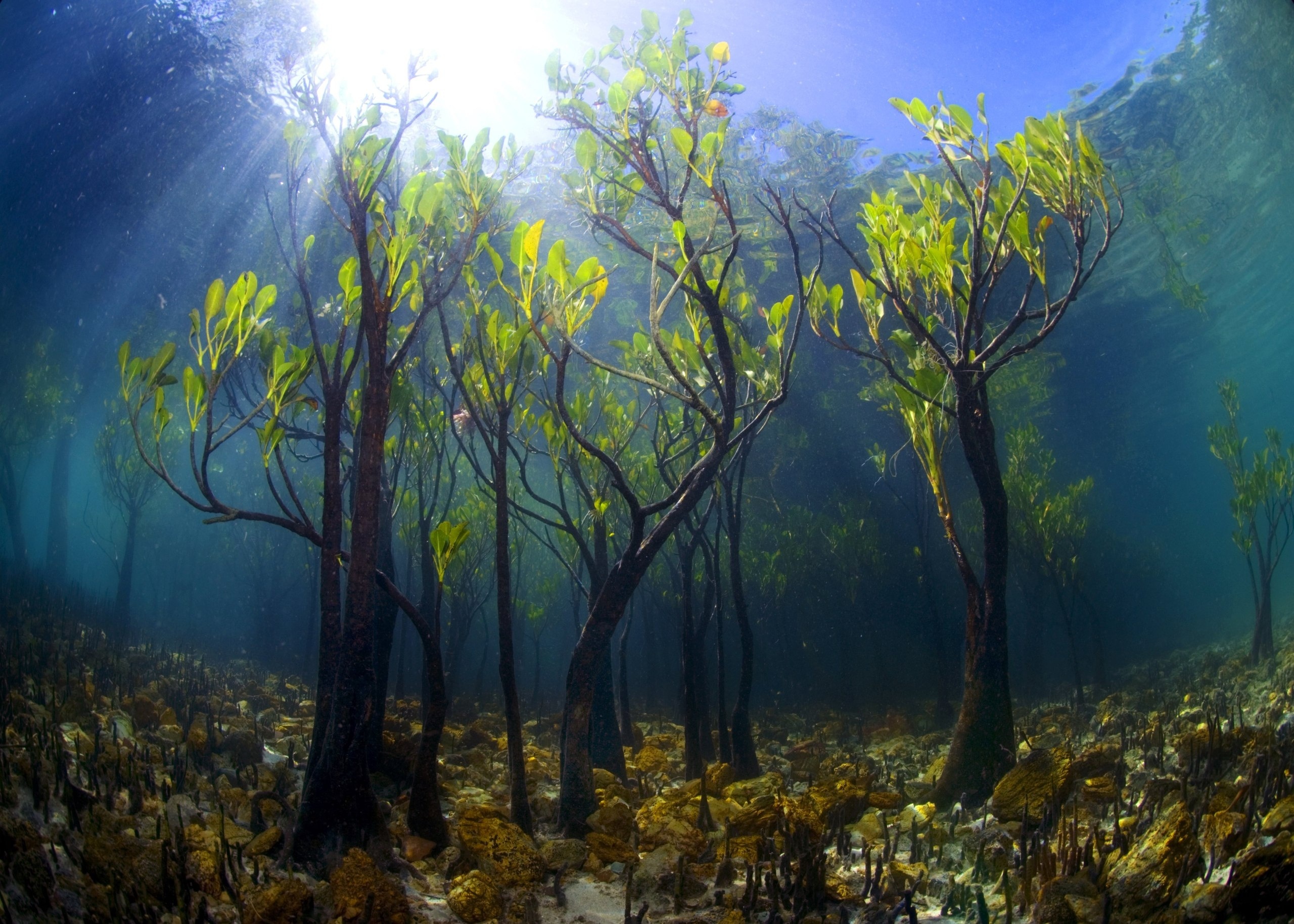 Water Underwater Plants Leaves Lake Sun Rays Natural Light Trees Mangrove 2560x1829