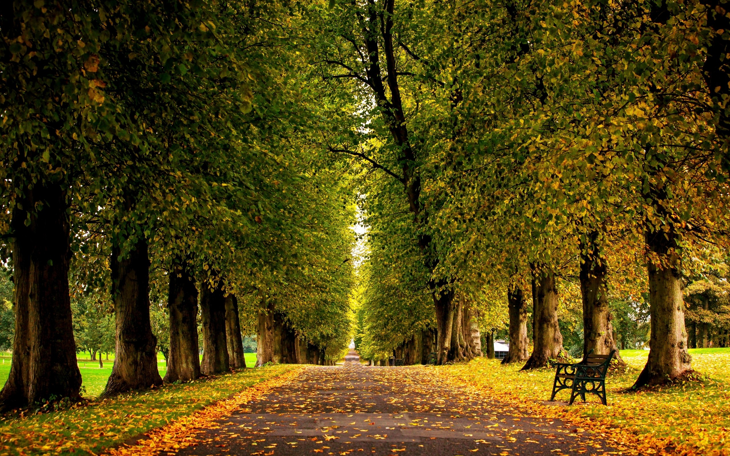 Road Long Road Trees Bench Fall Fallen Leaves In Line Park 2560x1600
