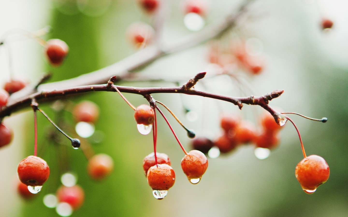 Twigs Water Drops Depth Of Field Fruit Macro Plants Cherries Food 1440x900