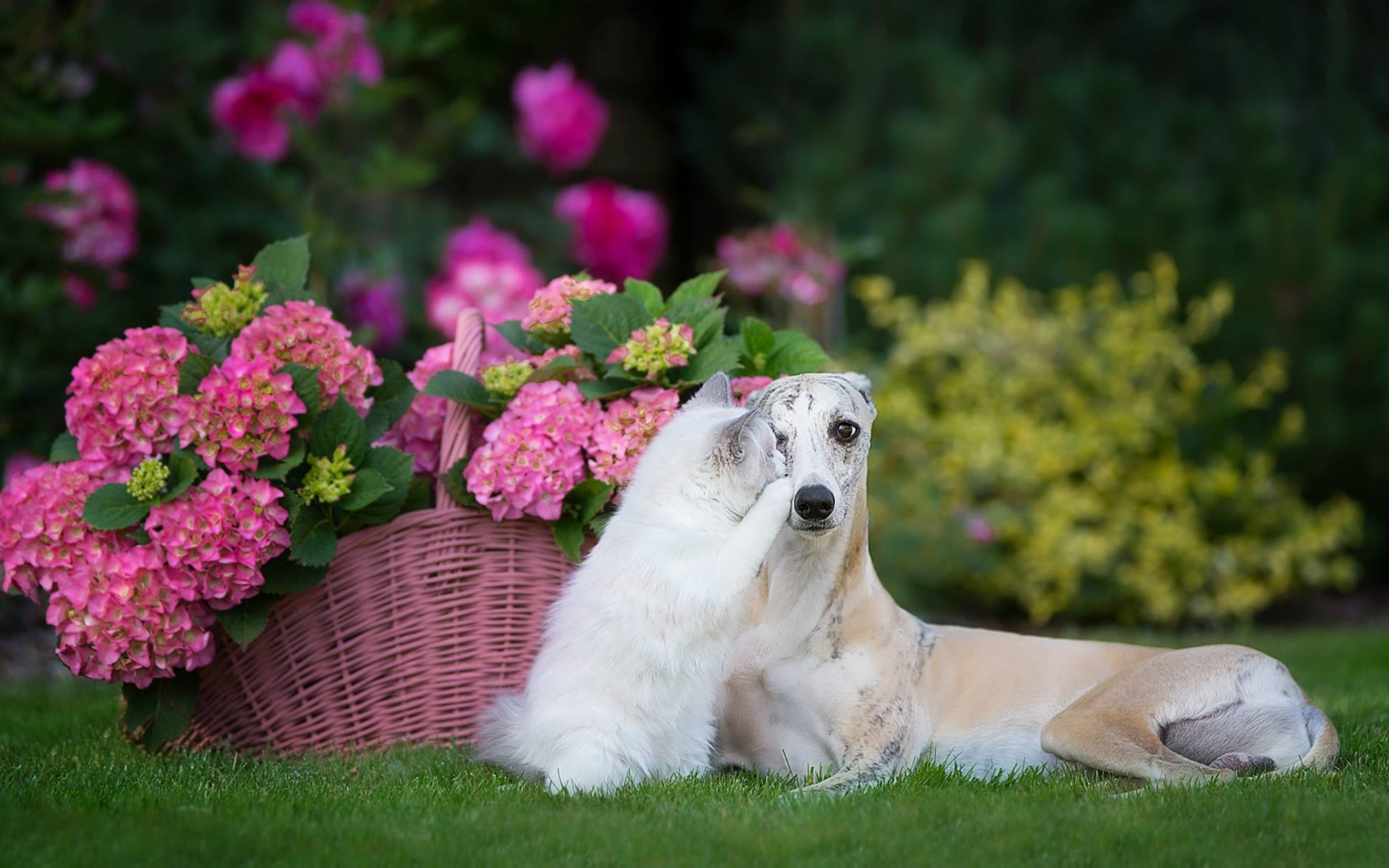Ragdoll Cat Dog Hydrangea Flower Greyhound 1680x1050