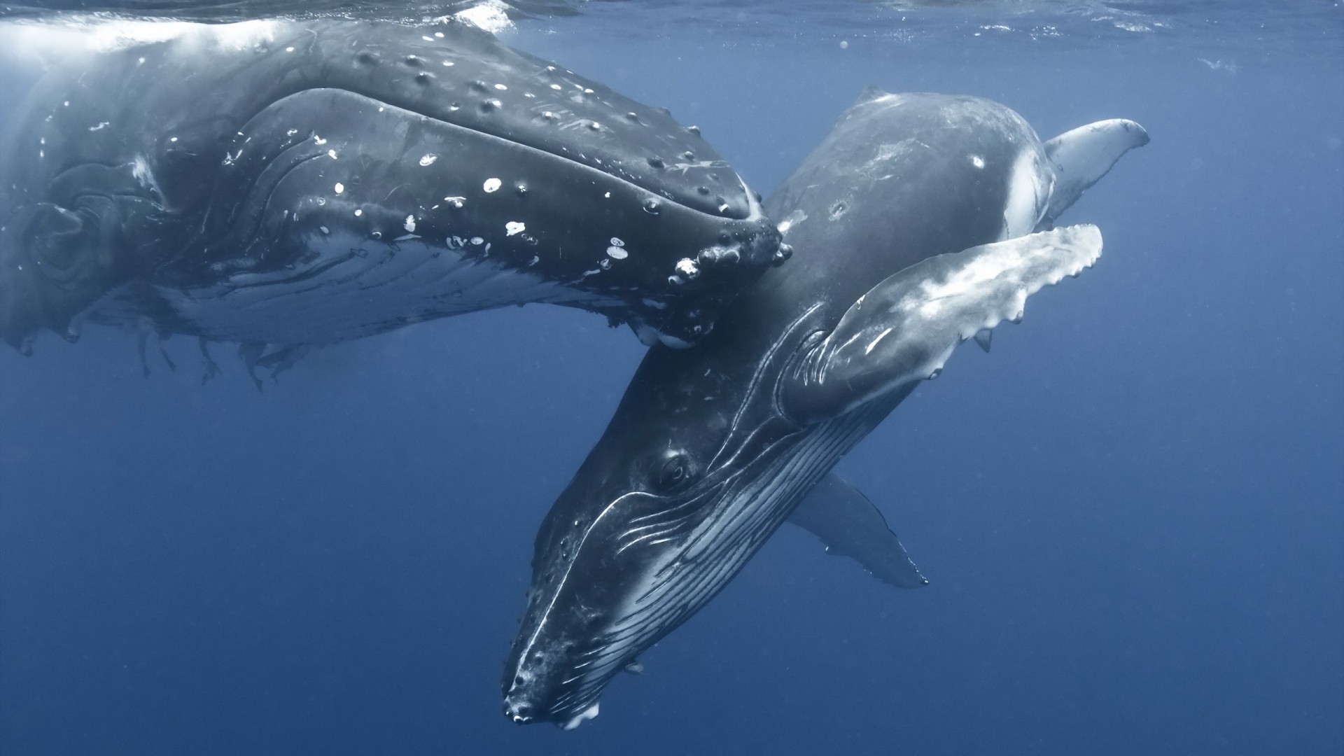 Nature Animals Whale Water Sea Underwater Baby Animals Mammals Photography Humpback Whale 1920x1080