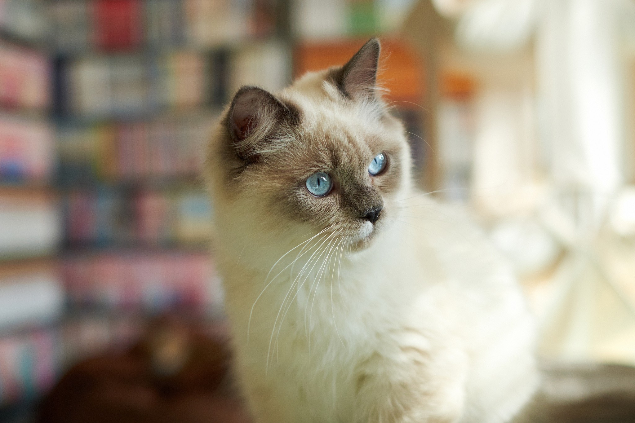 Cats Animals Siamese Cats Blue Eyes Blurred 2048x1365